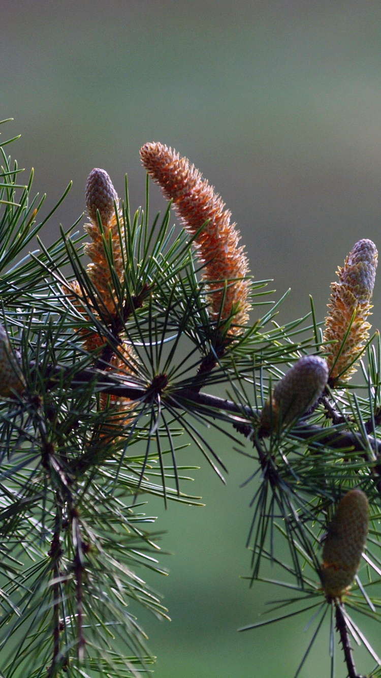 Tagsüber Braune Und Grüne Pflanze. Wallpaper in 750x1334 Resolution