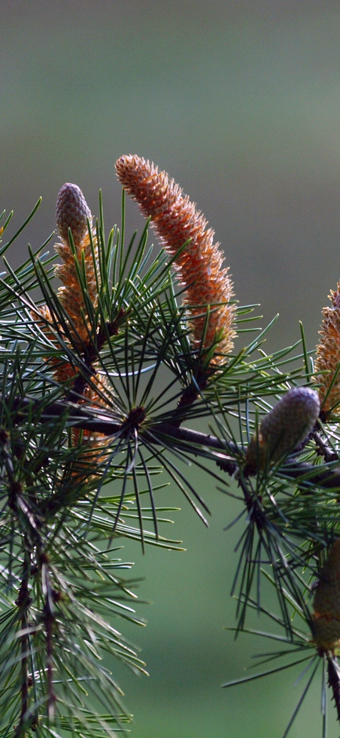 Plante Brune et Verte Pendant la Journée. Wallpaper in 1125x2436 Resolution