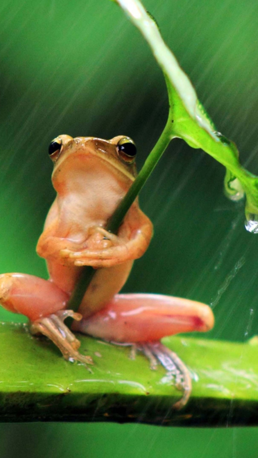Chinese Frog, Frogs, Amphibian, Reptiles, Tree Frog. Wallpaper in 1080x1920 Resolution