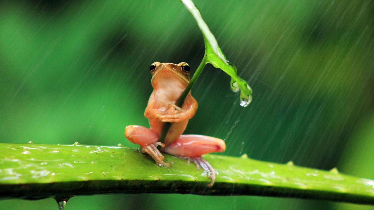 Chinese Frog, Frogs, Amphibian, Reptiles, Tree Frog. Wallpaper in 1280x720 Resolution