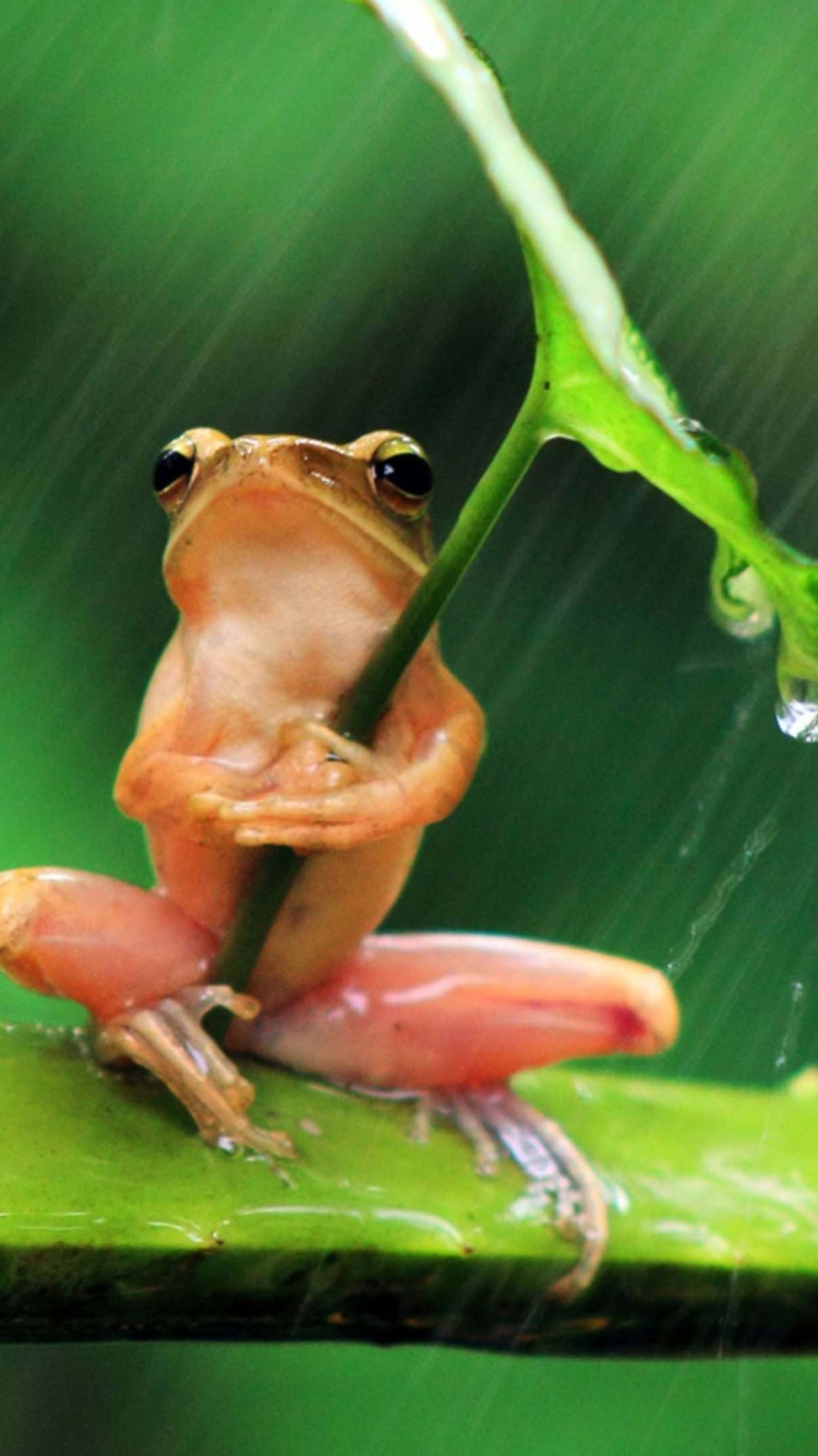 Chinesischer Frosch, Frogs, Amphibie, Laubfrosch, Fliegender Frosch. Wallpaper in 750x1334 Resolution