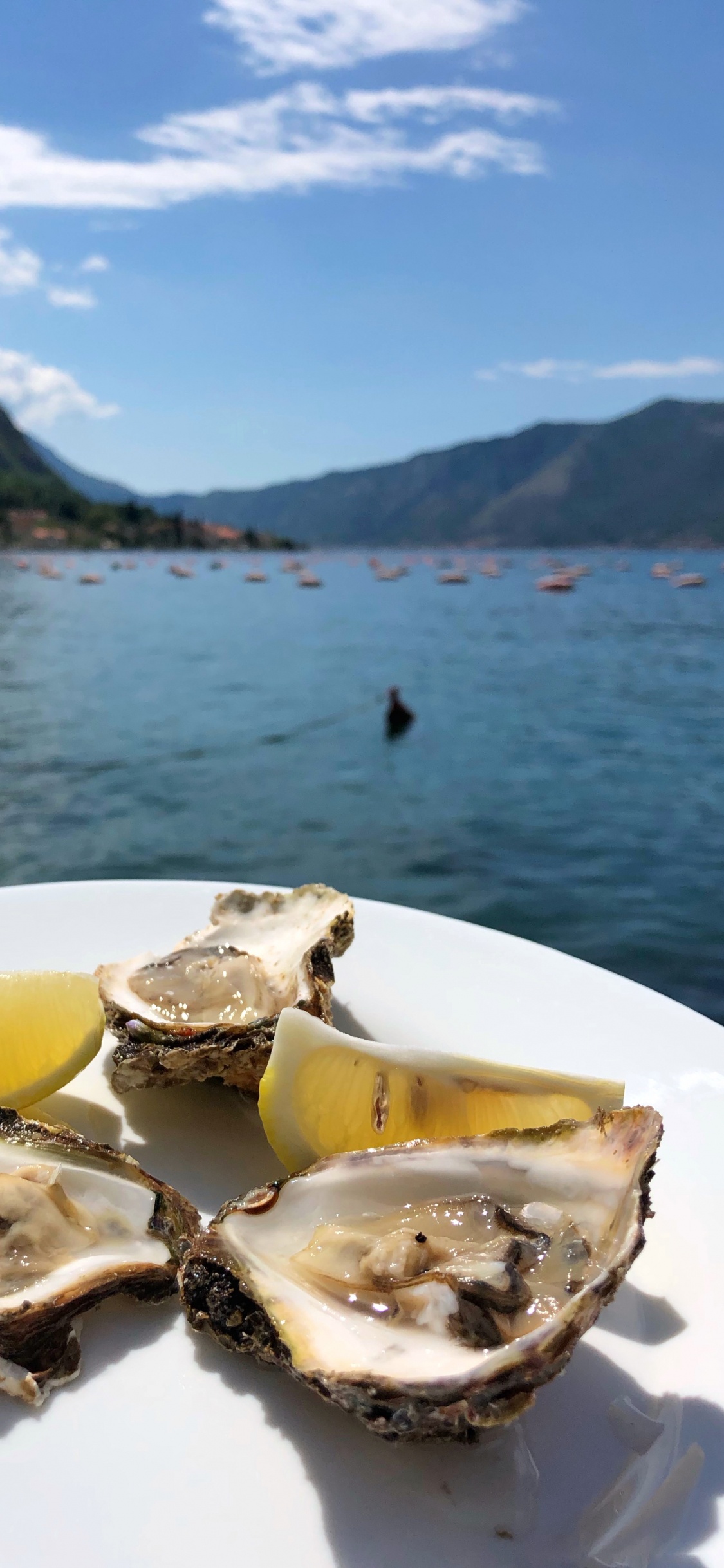 Ostra, Marisco, Agua, Alimentos de Origen Animal, Biología. Wallpaper in 1125x2436 Resolution