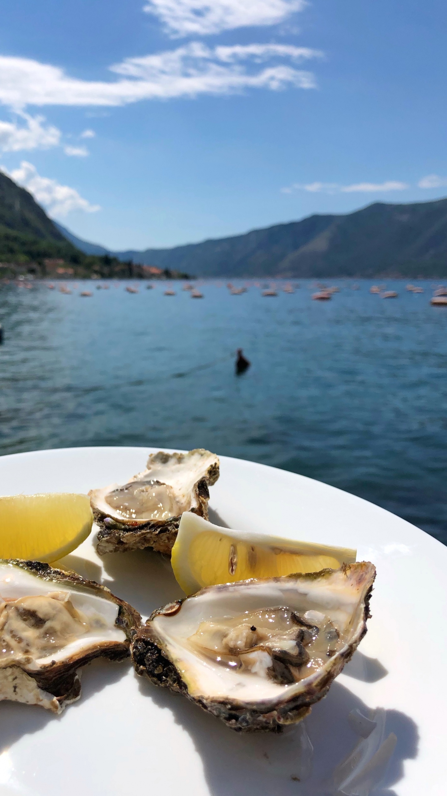 Ostra, Marisco, Agua, Alimentos de Origen Animal, Biología. Wallpaper in 1440x2560 Resolution