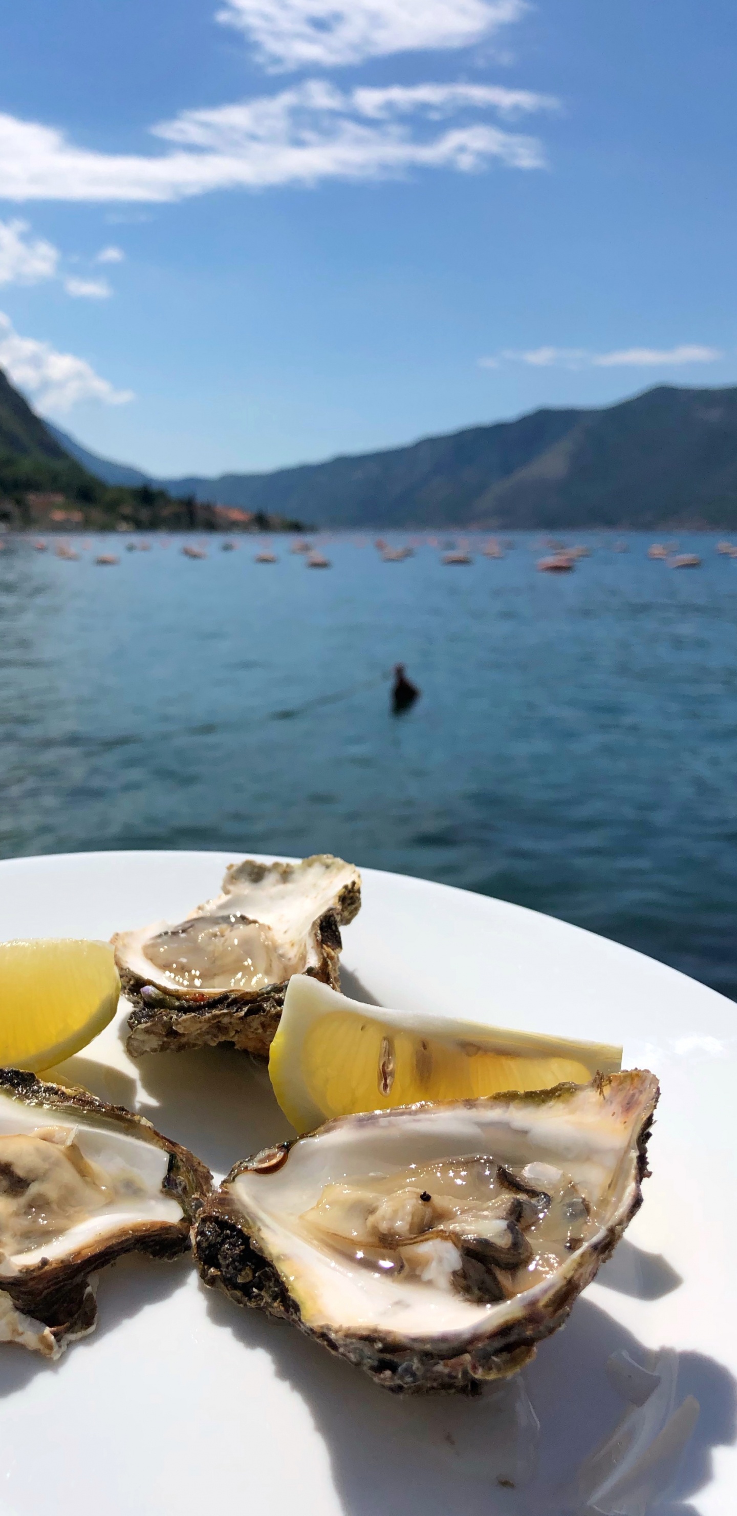 Ostra, Marisco, Agua, Alimentos de Origen Animal, Biología. Wallpaper in 1440x2960 Resolution