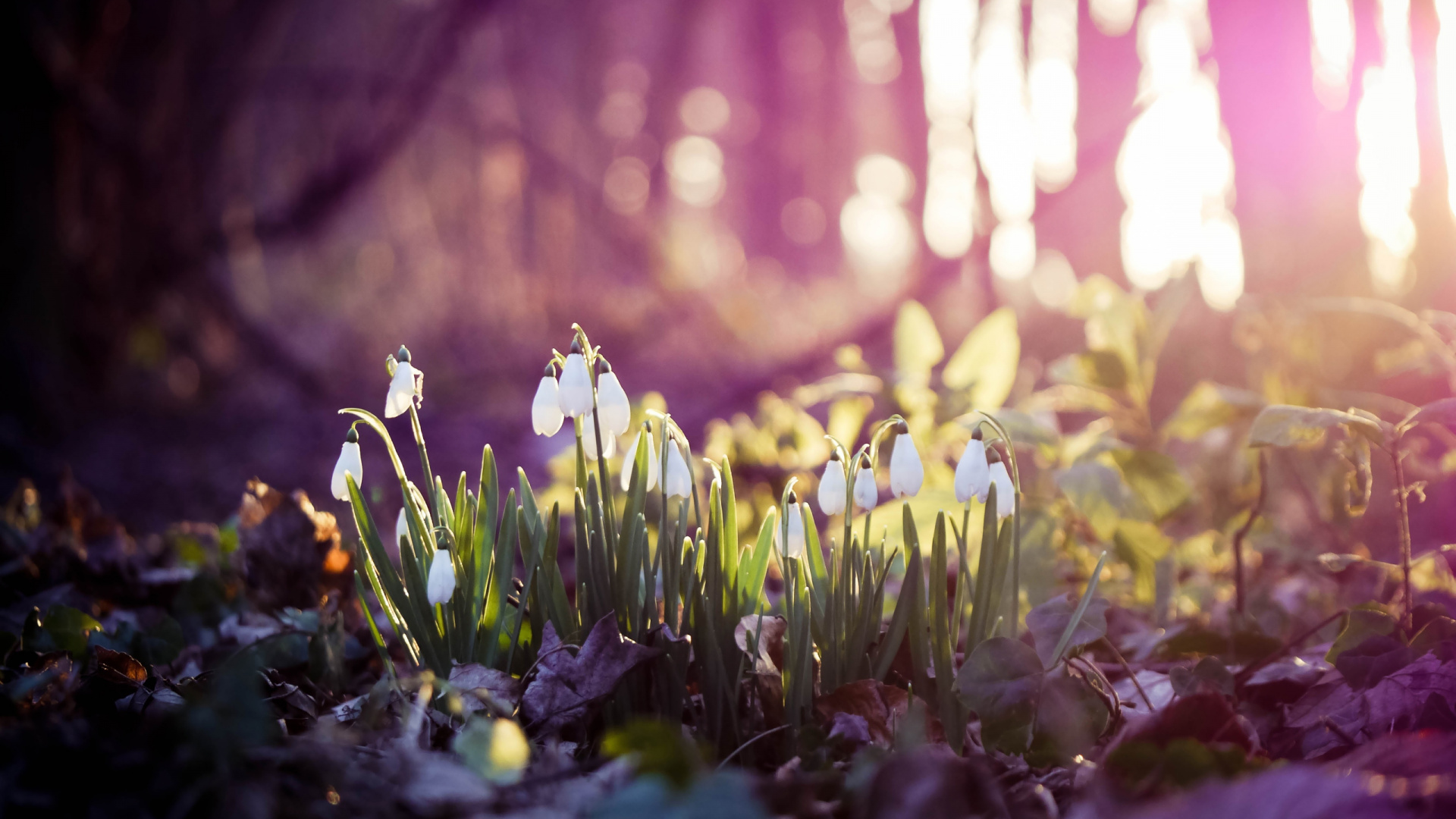 White Flowers on Green Grass During Daytime. Wallpaper in 1920x1080 Resolution