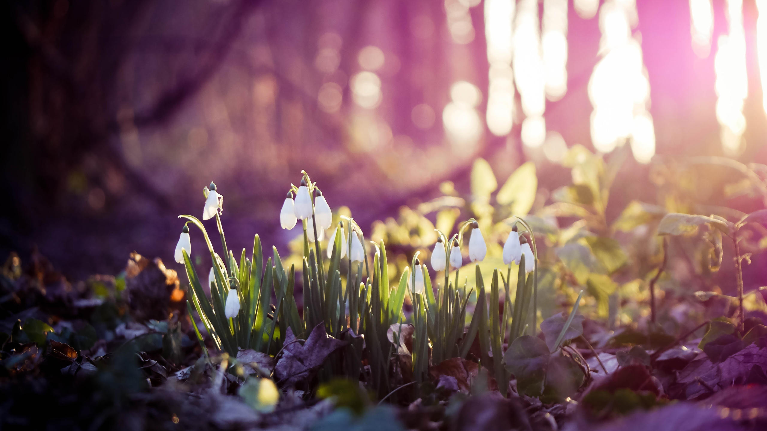 White Flowers on Green Grass During Daytime. Wallpaper in 2560x1440 Resolution