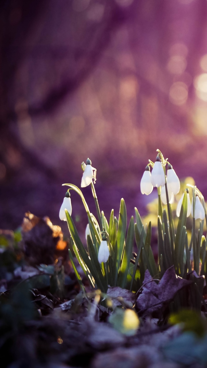 White Flowers on Green Grass During Daytime. Wallpaper in 720x1280 Resolution