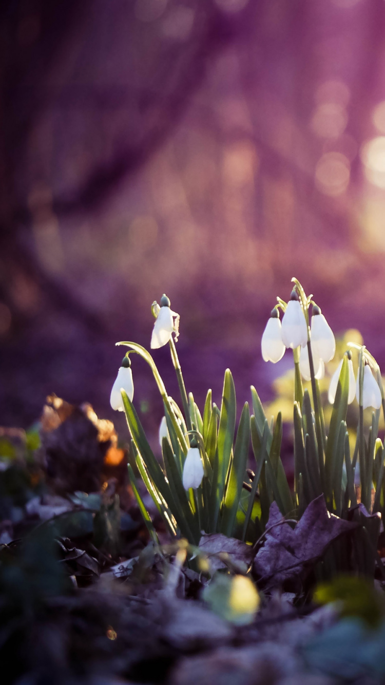 White Flowers on Green Grass During Daytime. Wallpaper in 750x1334 Resolution