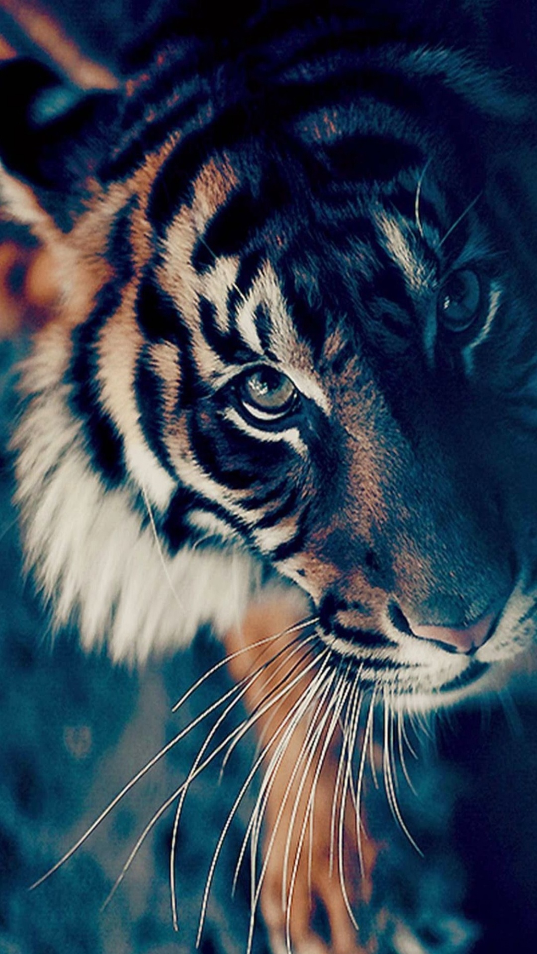 Tigre Marrón y Negro en Fotografía de Cerca. Wallpaper in 1080x1920 Resolution