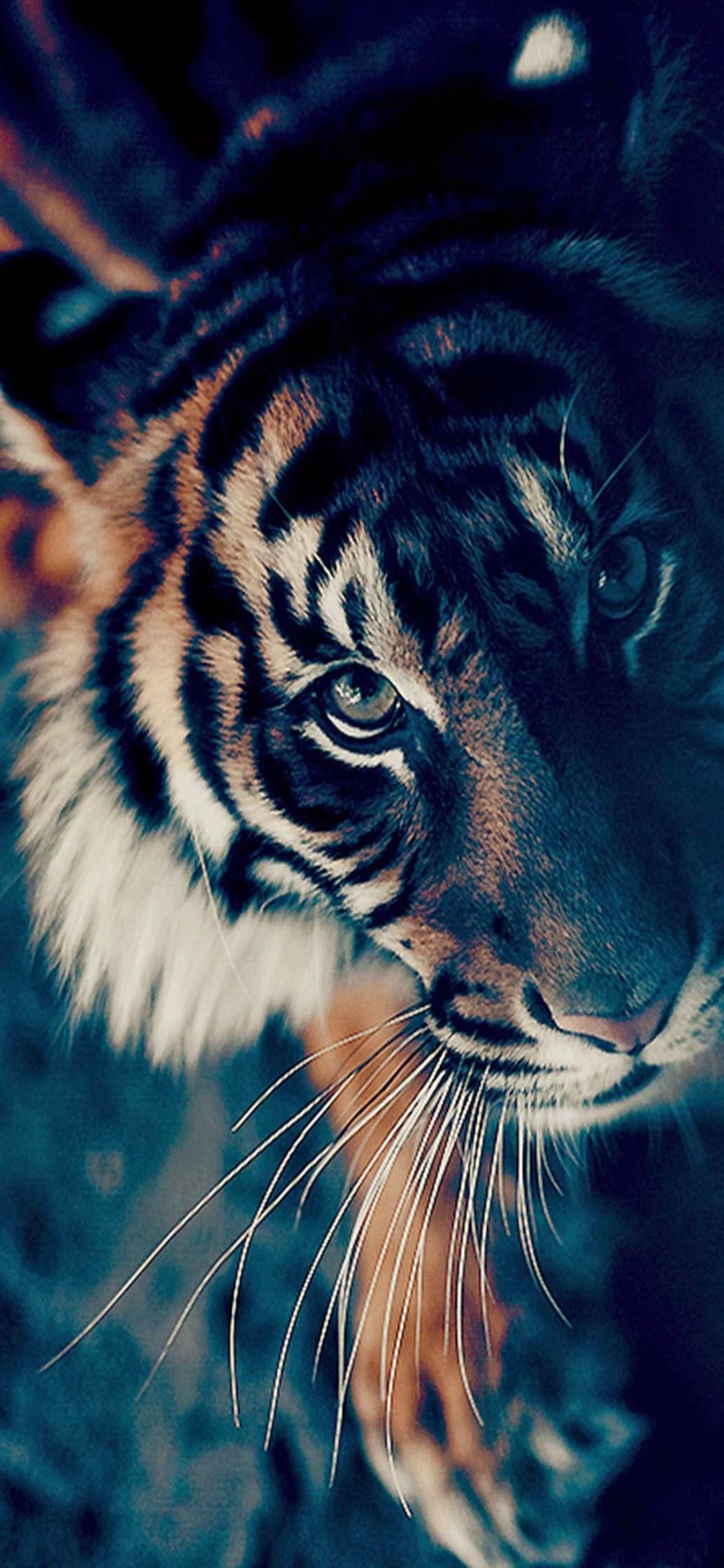 fondo de pantalla de tigre negro hd 1080p