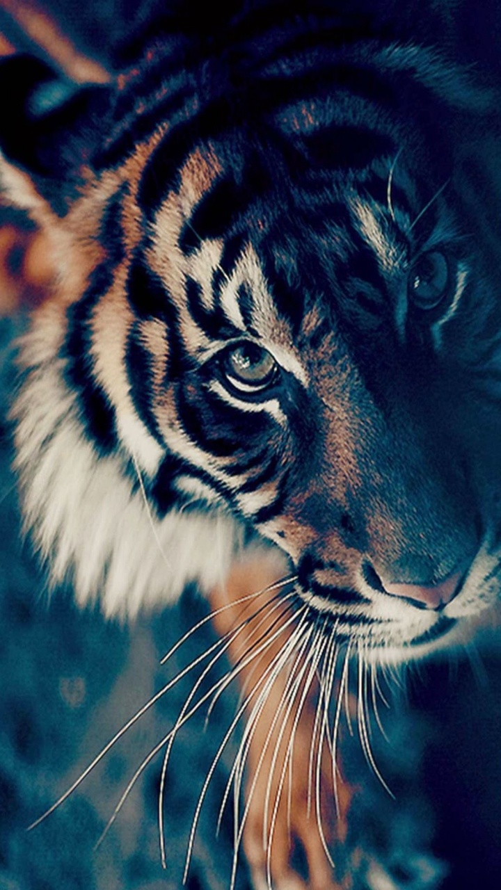 Tigre Marrón y Negro en Fotografía de Cerca. Wallpaper in 720x1280 Resolution