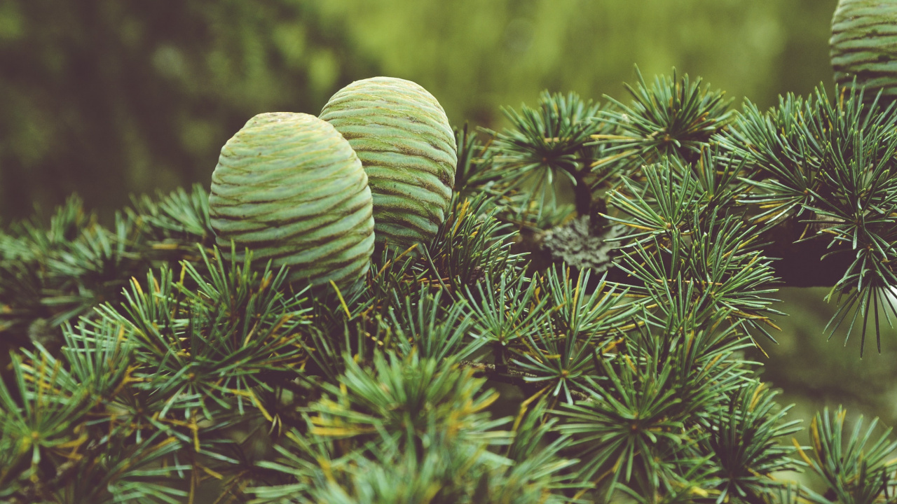 Green Plant in Close up Photography. Wallpaper in 1280x720 Resolution