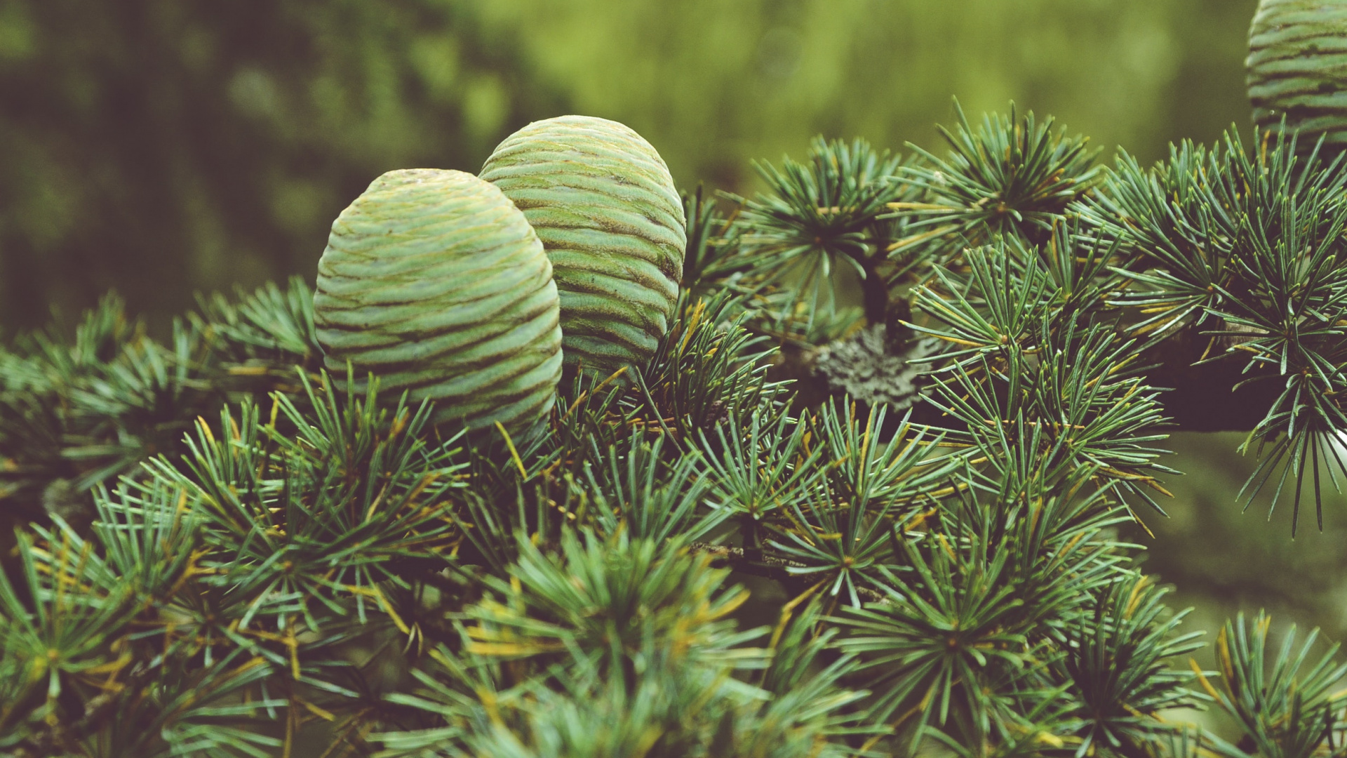 Green Plant in Close up Photography. Wallpaper in 1920x1080 Resolution
