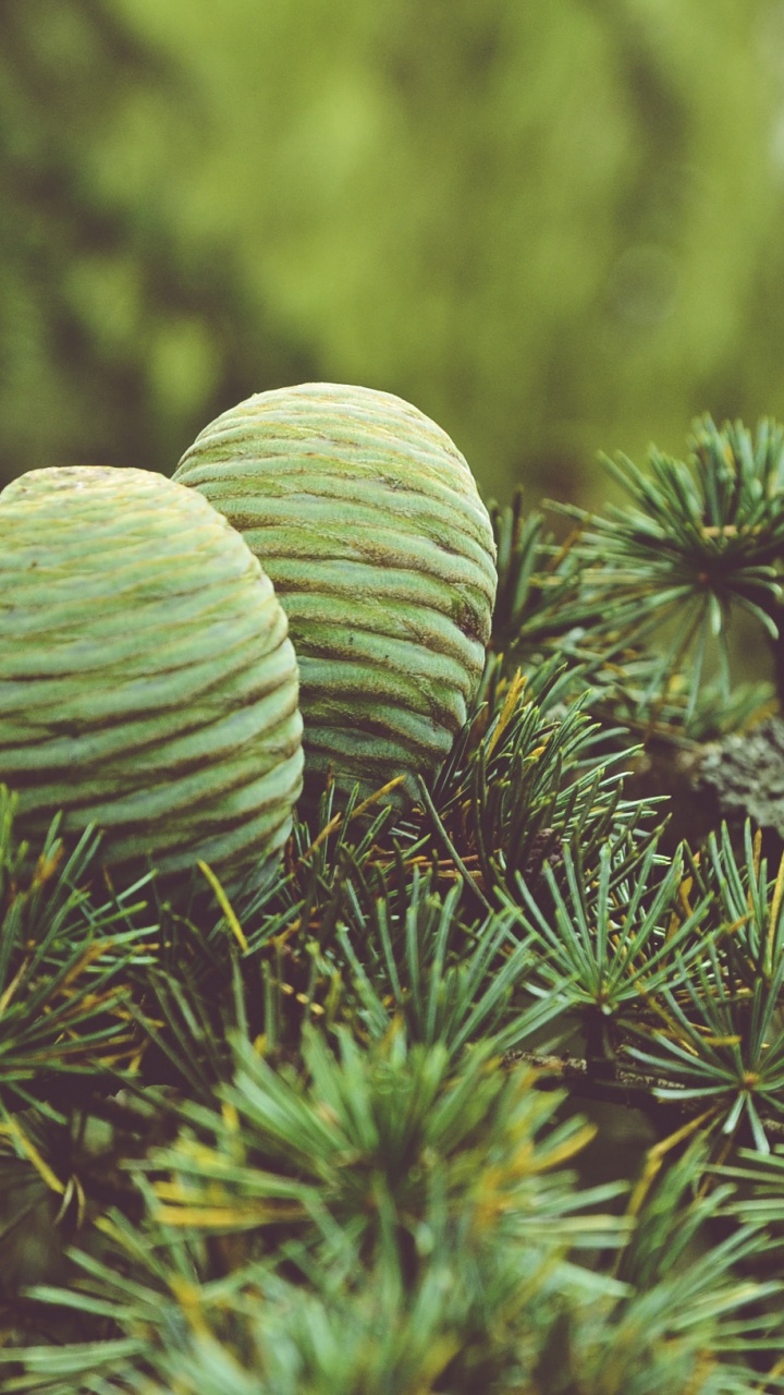 Green Plant in Close up Photography. Wallpaper in 720x1280 Resolution