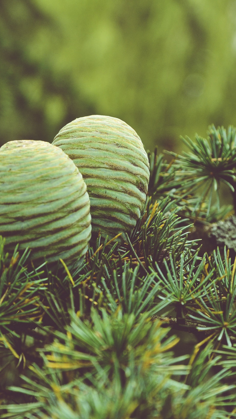 Plante Verte en Gros Plan. Wallpaper in 750x1334 Resolution