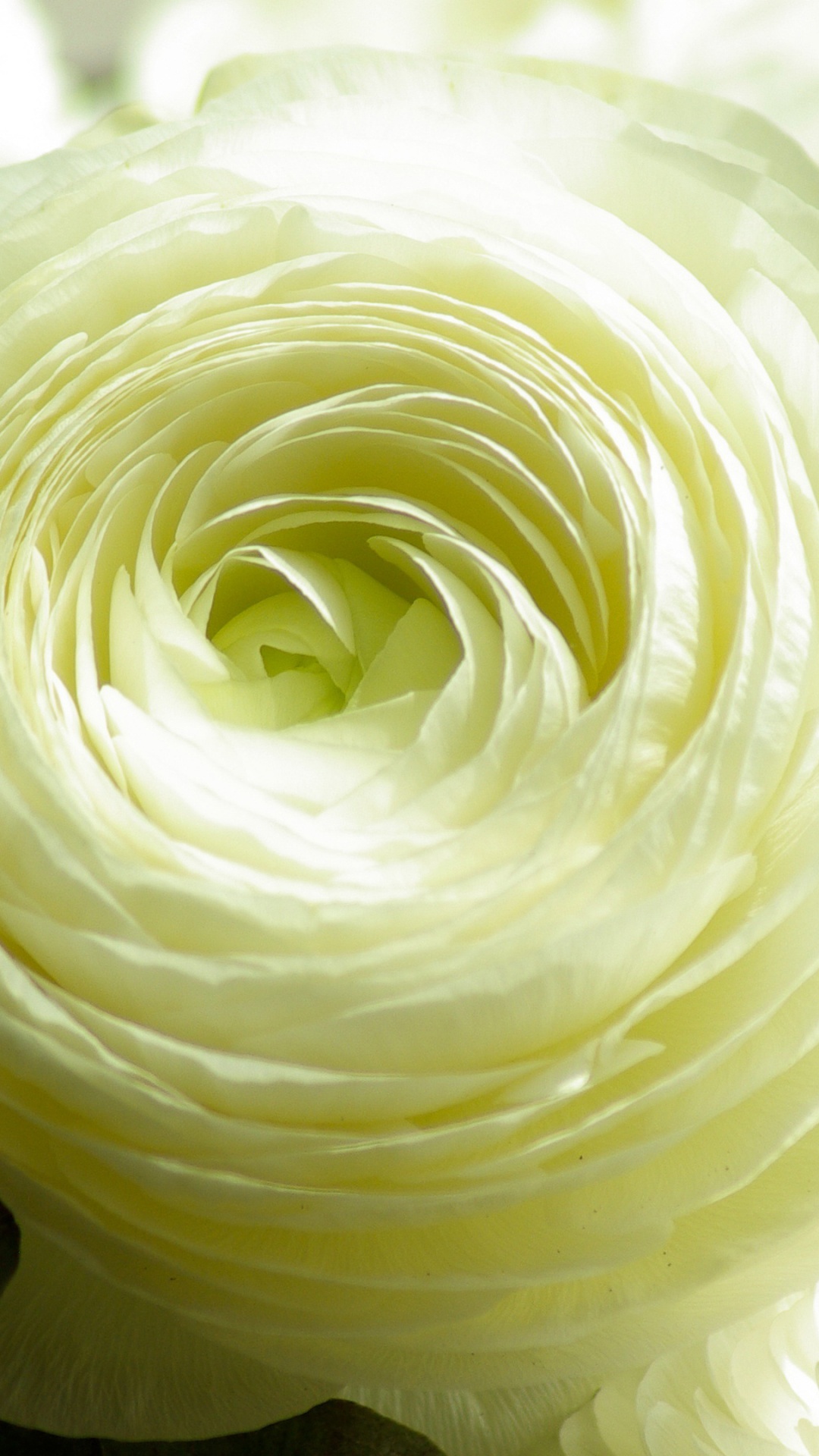 World Flower, Flower, Cut Flowers, Tulip, Petal. Wallpaper in 1080x1920 Resolution