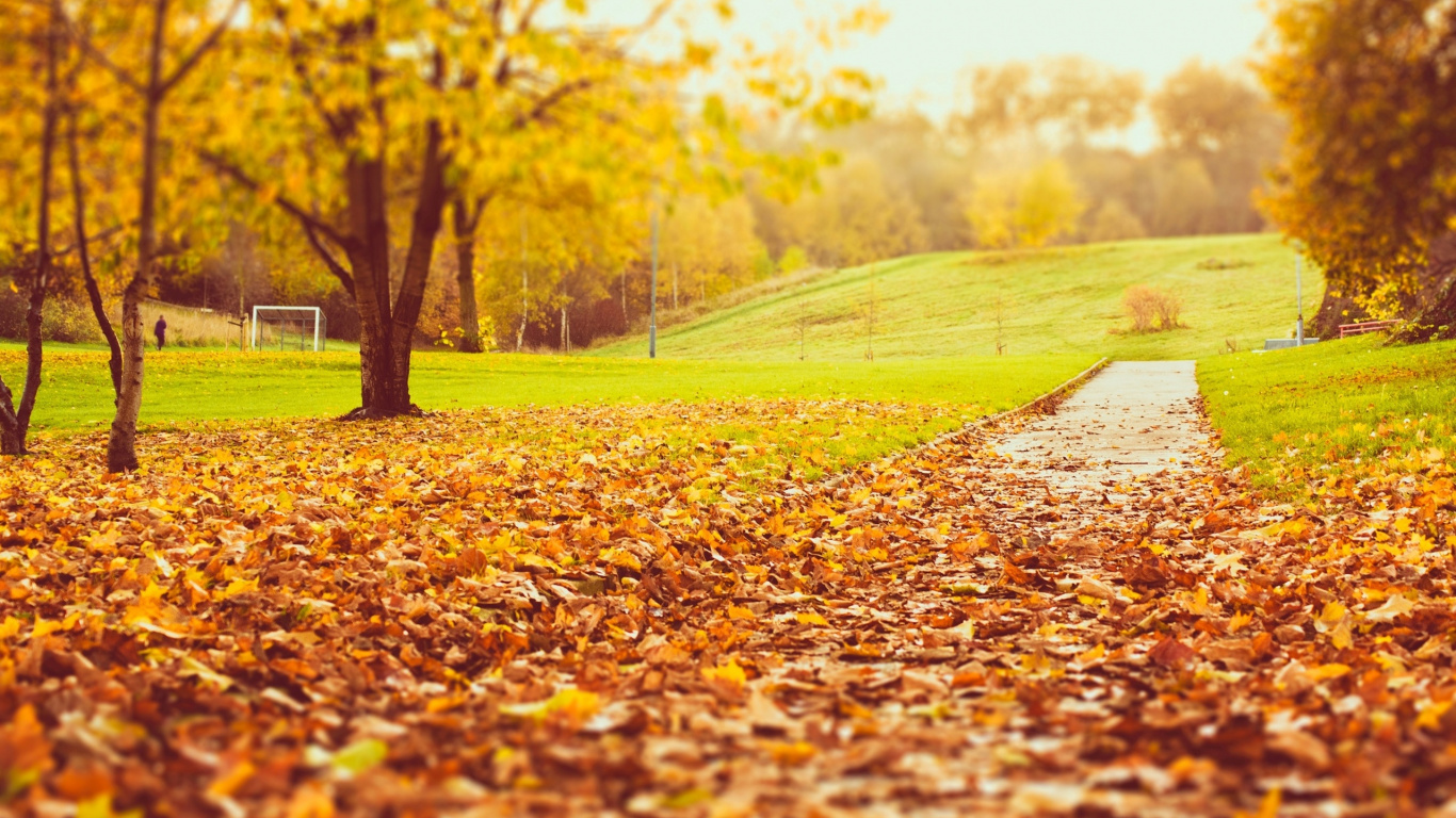 Brown Dried Leaves on The Ground. Wallpaper in 1366x768 Resolution