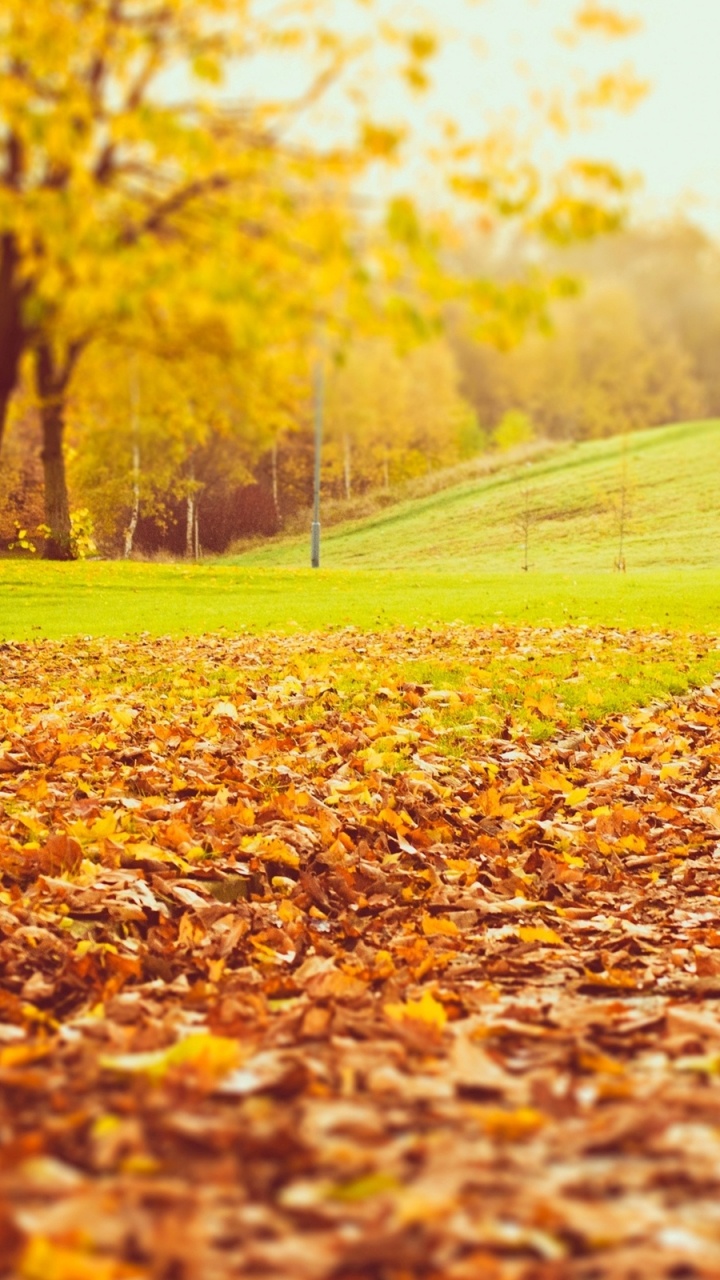 Brown Dried Leaves on The Ground. Wallpaper in 720x1280 Resolution