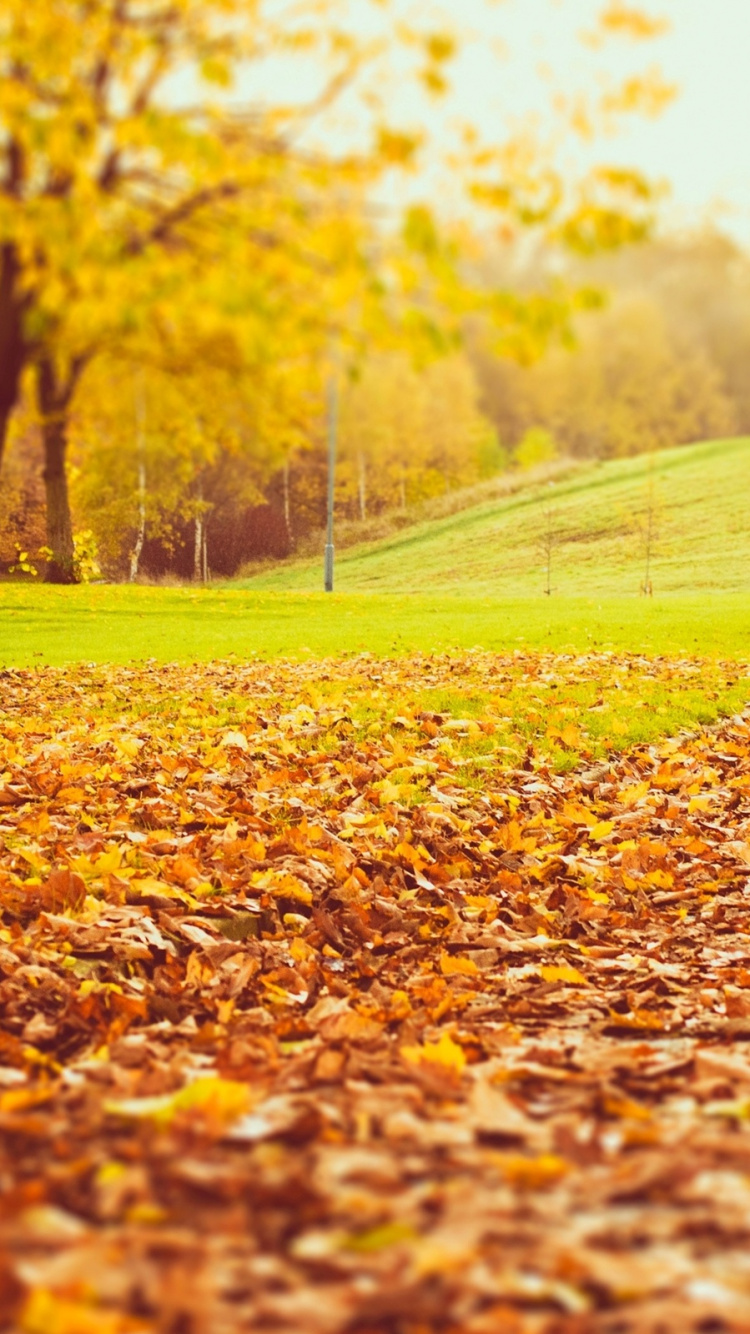 Brown Dried Leaves on The Ground. Wallpaper in 750x1334 Resolution