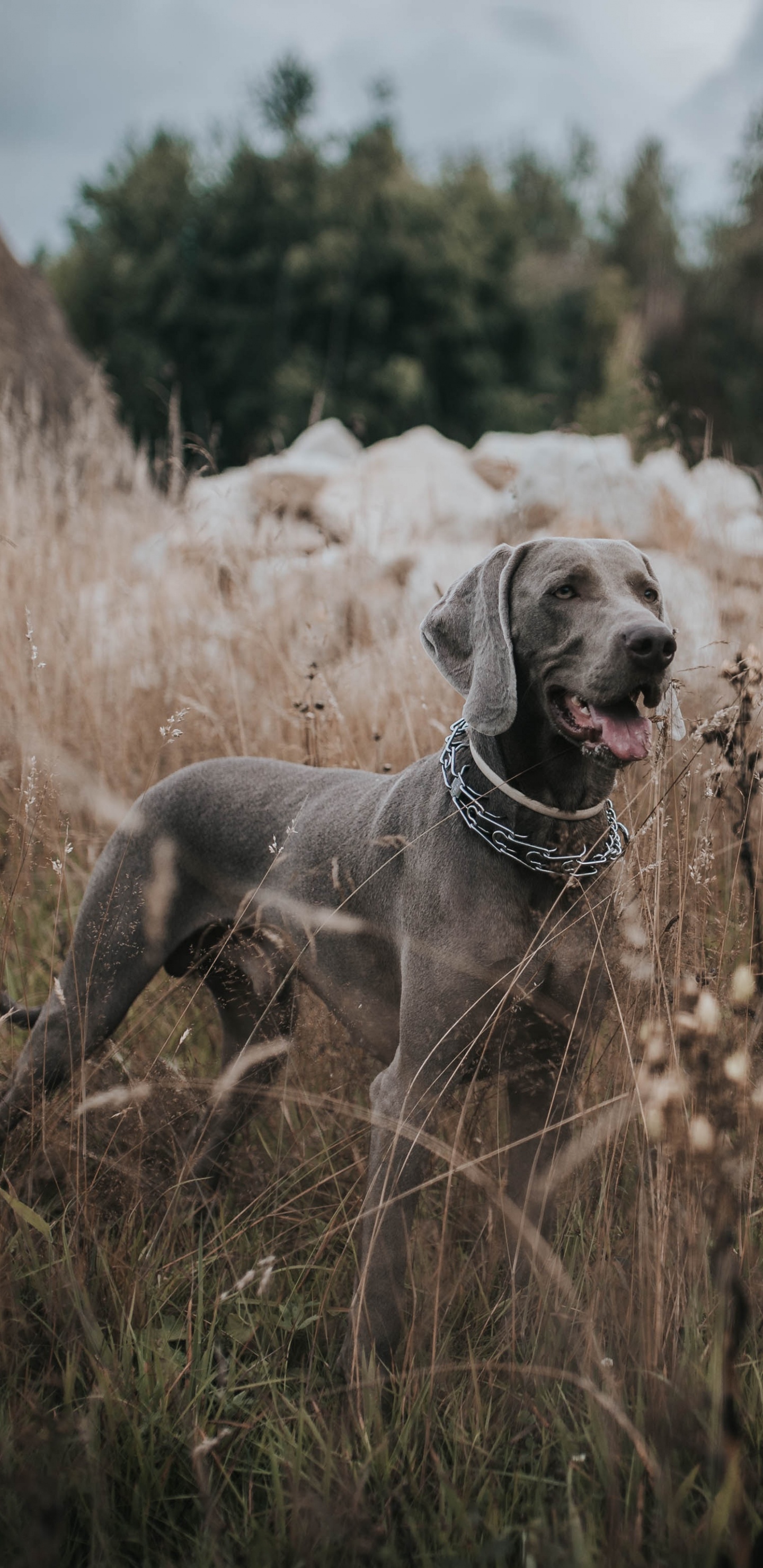 Perro Gris de Pelaje Corto en Campo de Hierba Marrón Durante el Día. Wallpaper in 1440x2960 Resolution