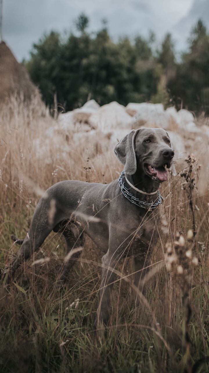 Perro Gris de Pelaje Corto en Campo de Hierba Marrón Durante el Día. Wallpaper in 720x1280 Resolution