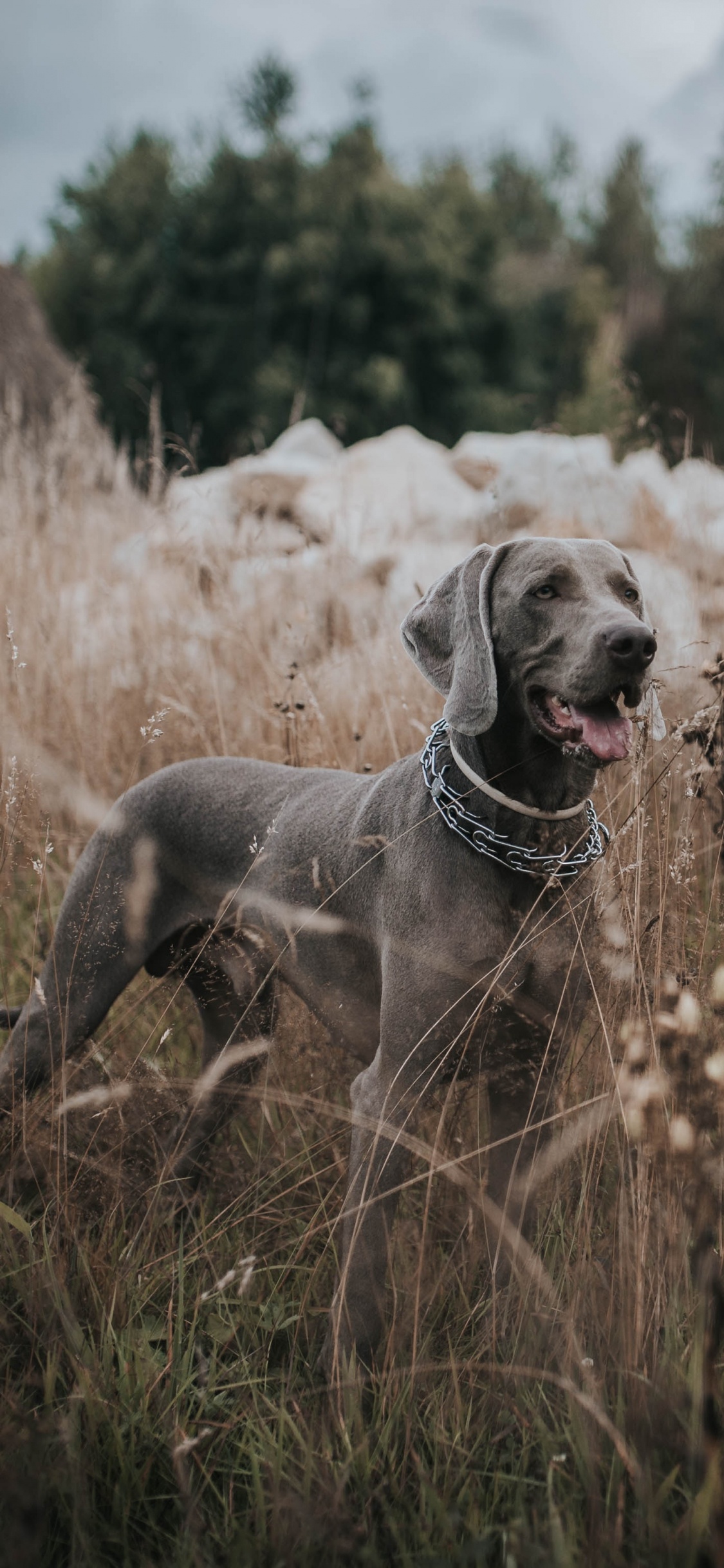 Chien Gris à Poil Court Sur Terrain D'herbe Brune Pendant la Journée. Wallpaper in 1125x2436 Resolution