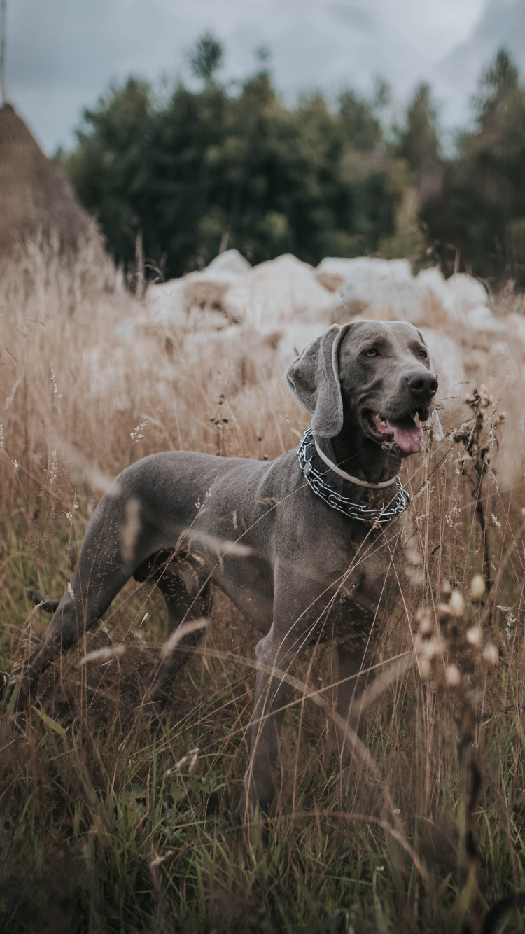 Chien Gris à Poil Court Sur Terrain D'herbe Brune Pendant la Journée. Wallpaper in 750x1334 Resolution