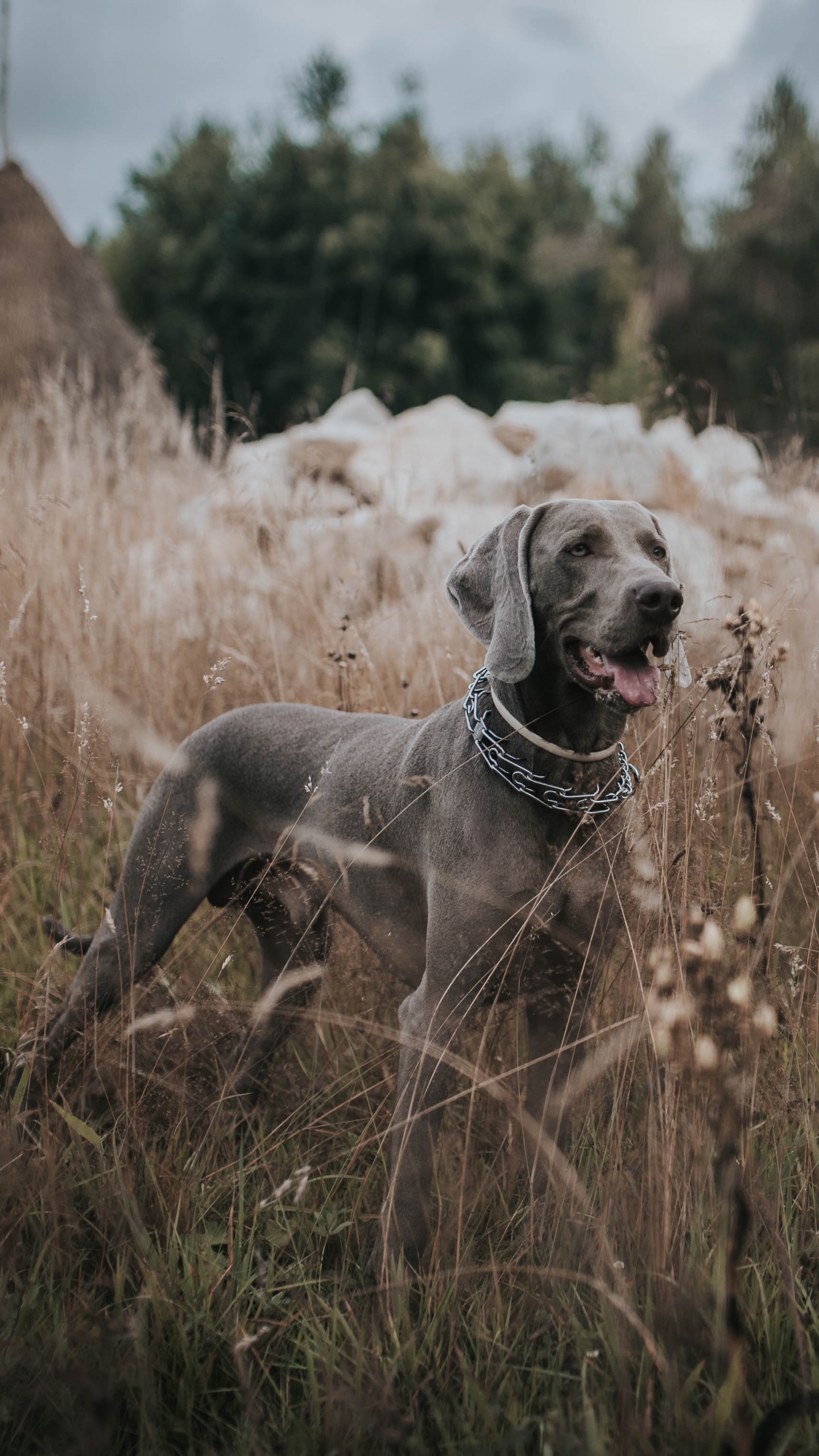 Grauer, Kurzhaariger Hund Auf Braunem Grasfeld Tagsüber. Wallpaper in 1440x2560 Resolution