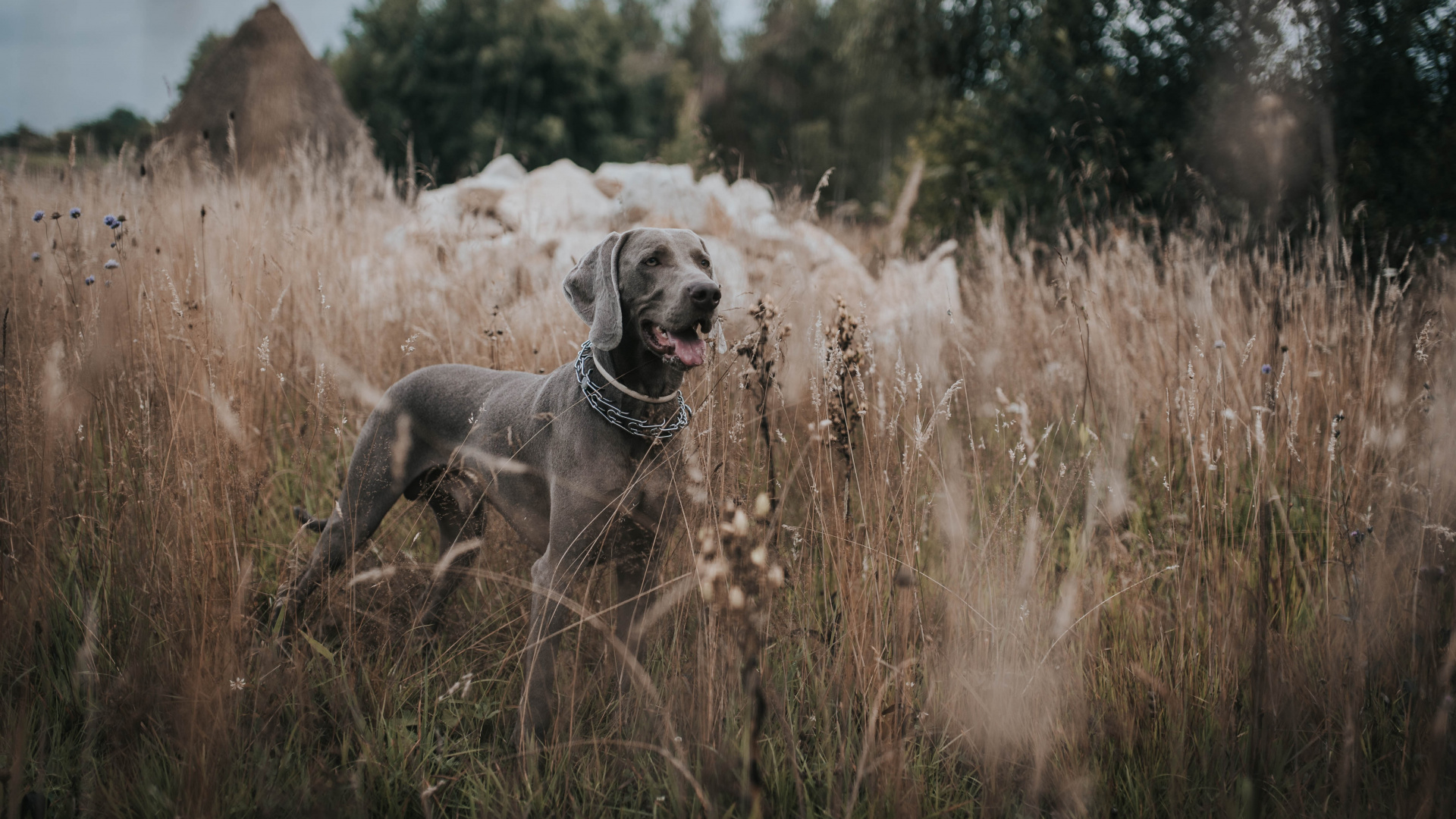 Gray Short Coated Dog on Brown Grass Field During Daytime. Wallpaper in 1920x1080 Resolution