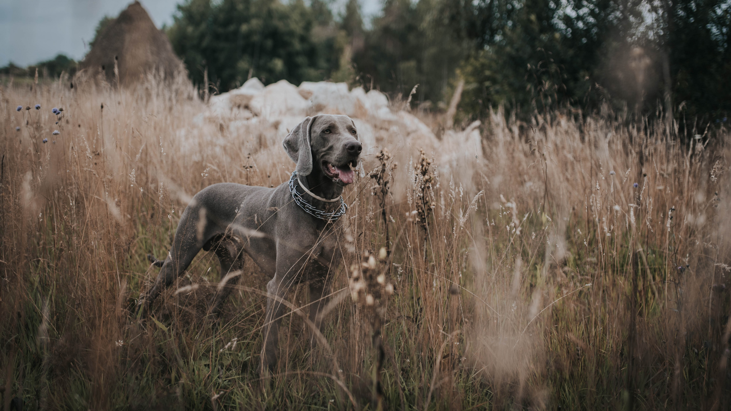 Gray Short Coated Dog on Brown Grass Field During Daytime. Wallpaper in 2560x1440 Resolution