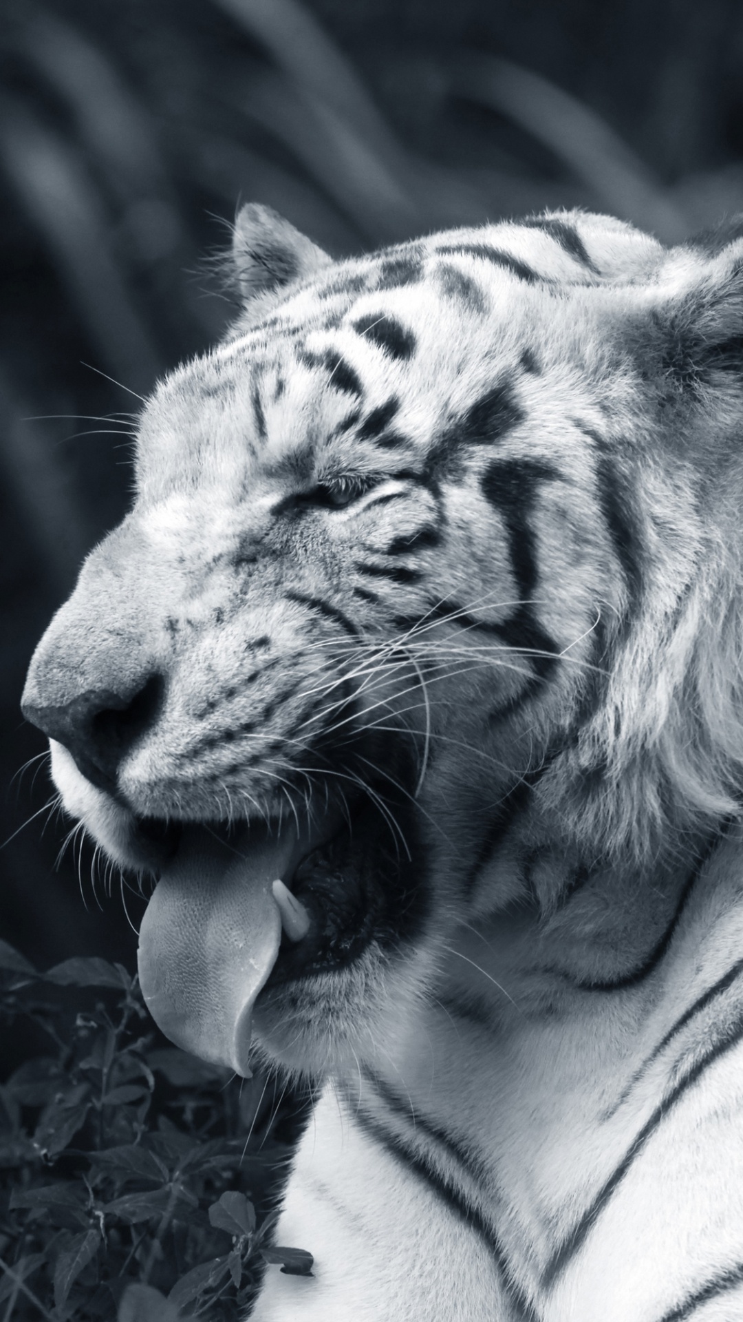 Photo en Niveaux de Gris D'un Tigre Allongé Sur le Sol. Wallpaper in 1080x1920 Resolution