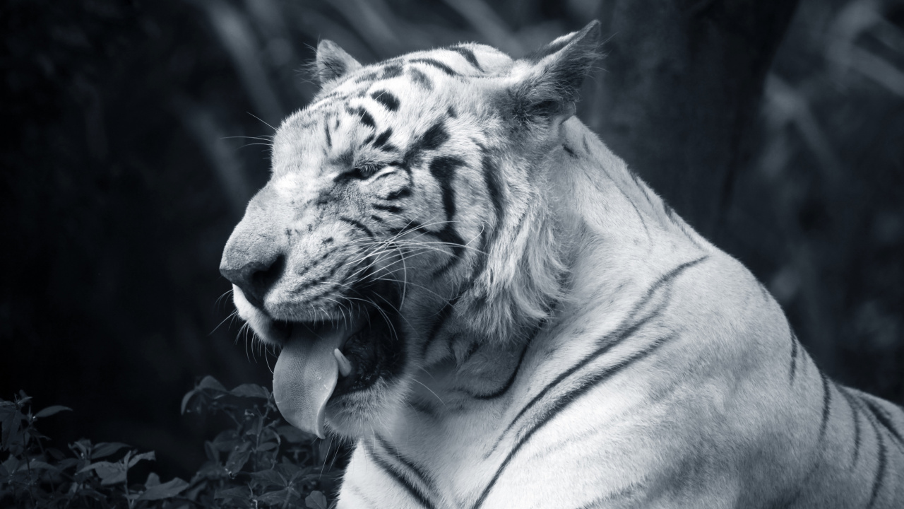 Photo en Niveaux de Gris D'un Tigre Allongé Sur le Sol. Wallpaper in 1280x720 Resolution