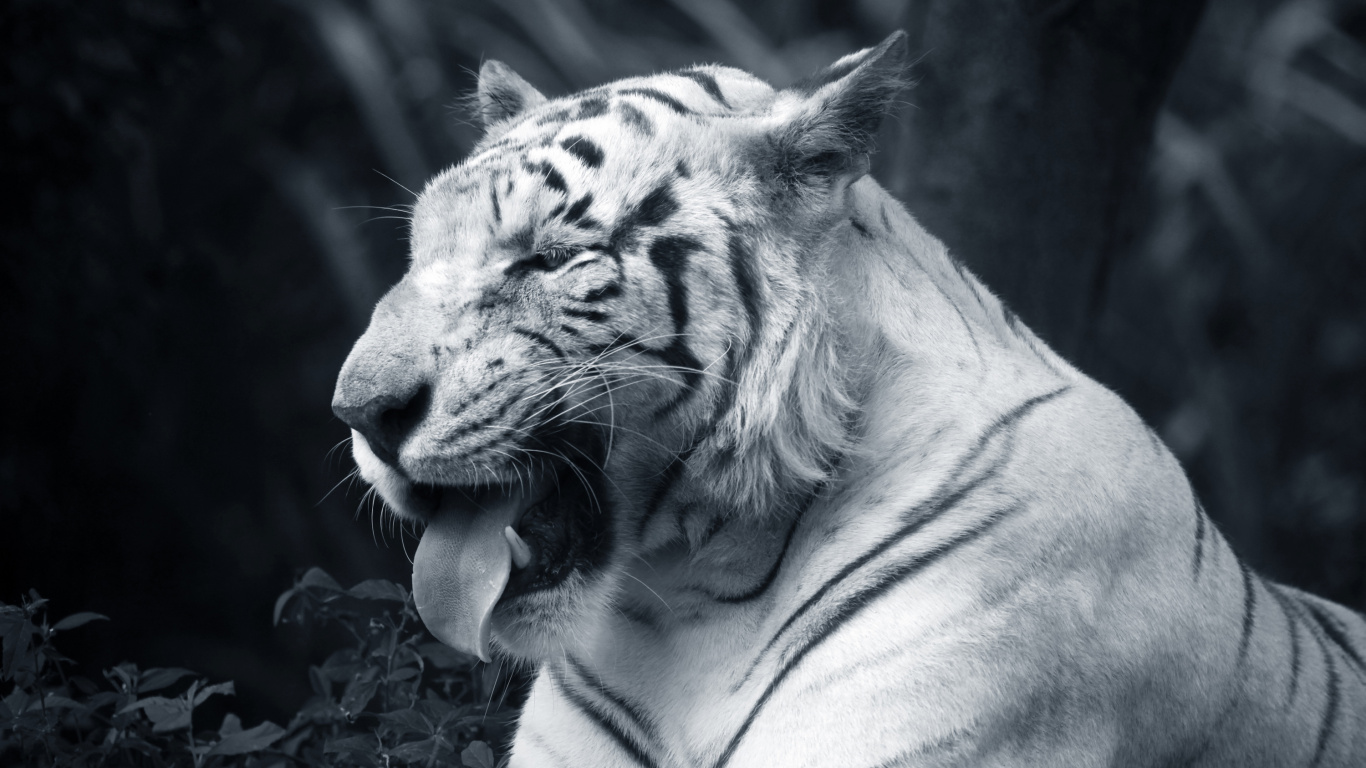 Photo en Niveaux de Gris D'un Tigre Allongé Sur le Sol. Wallpaper in 1366x768 Resolution