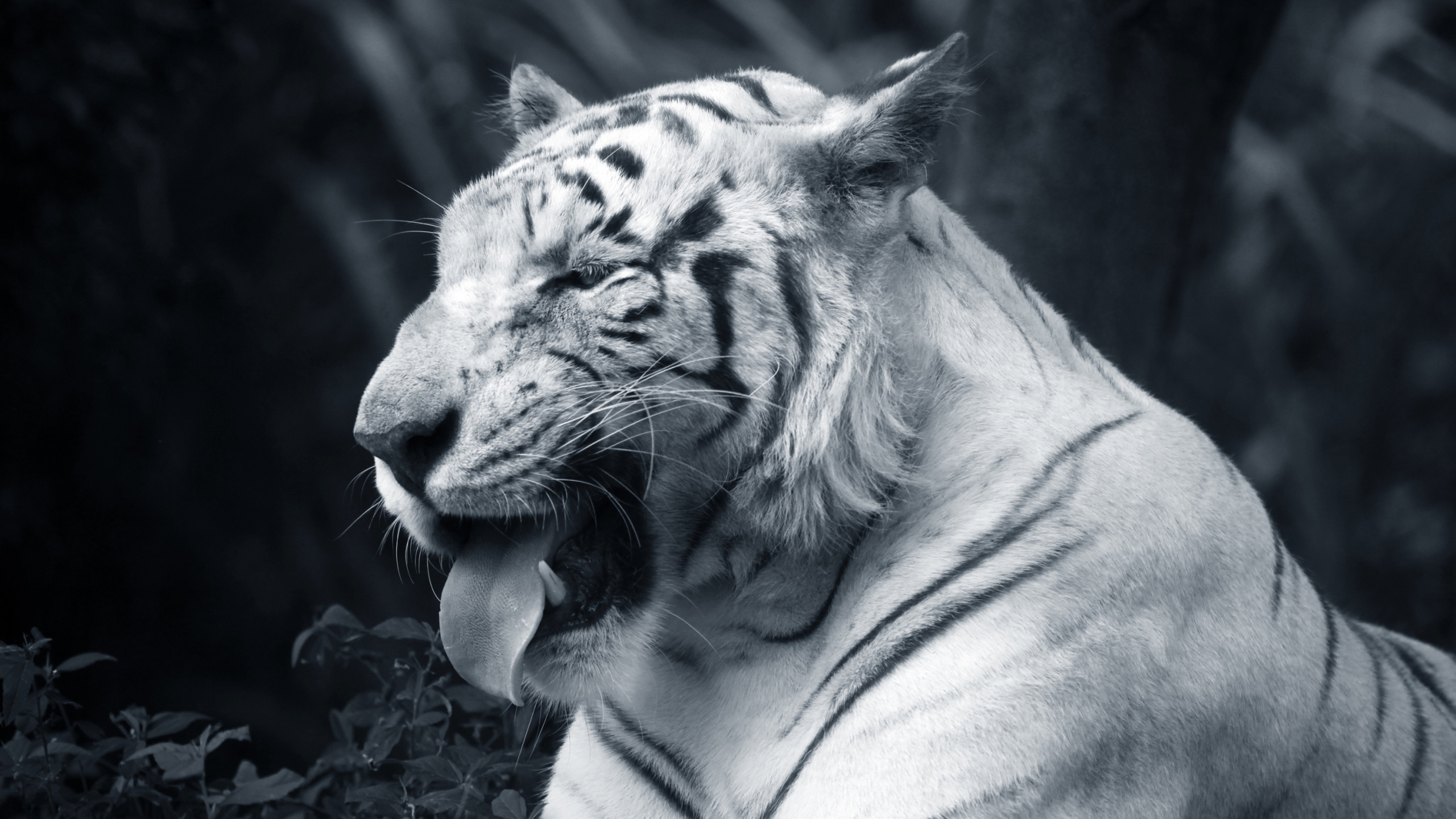 Photo en Niveaux de Gris D'un Tigre Allongé Sur le Sol. Wallpaper in 2560x1440 Resolution