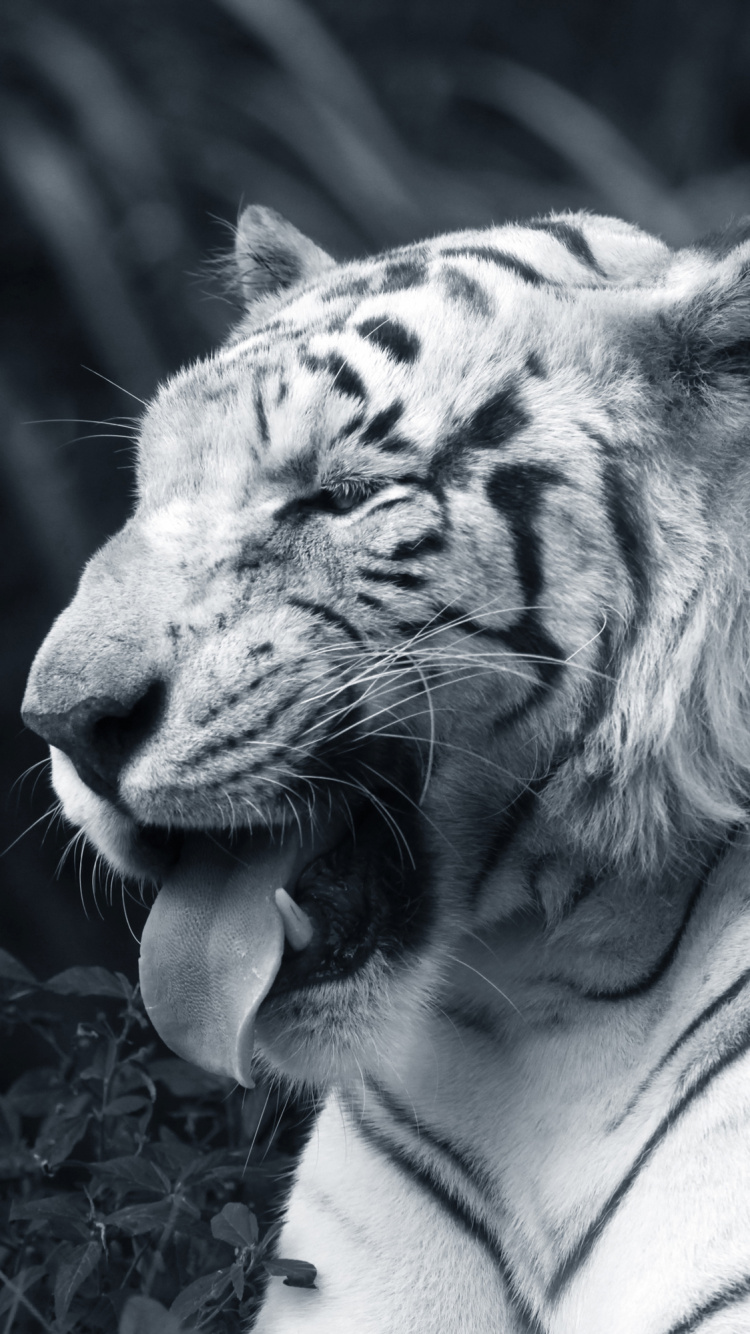 Photo en Niveaux de Gris D'un Tigre Allongé Sur le Sol. Wallpaper in 750x1334 Resolution