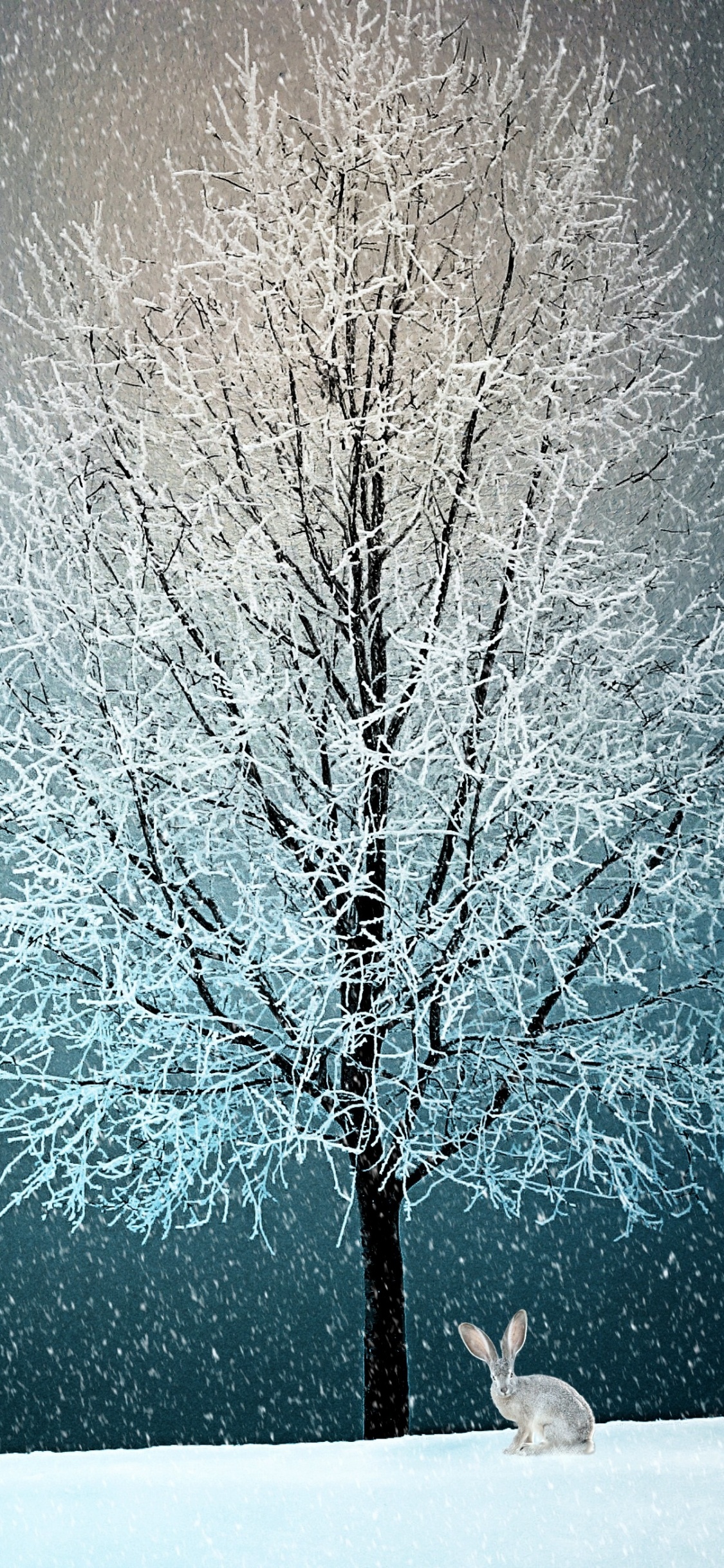 Schnee, Winter, Baum, Natur, Blau. Wallpaper in 1125x2436 Resolution