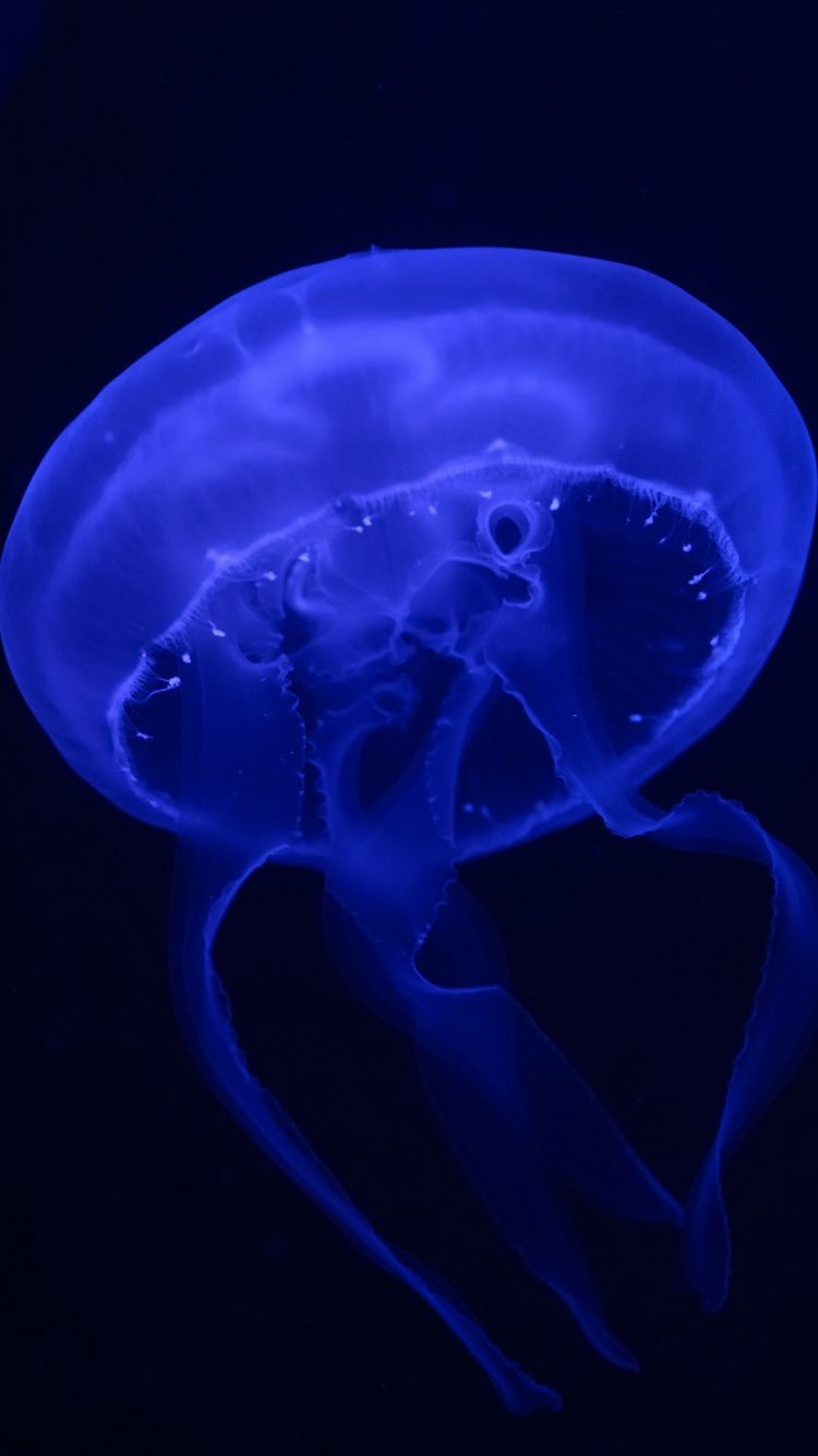 Jellyfish, Moon Jelly, Bioluminescence, Blue Jellyfish, Denizanas. Wallpaper in 750x1334 Resolution