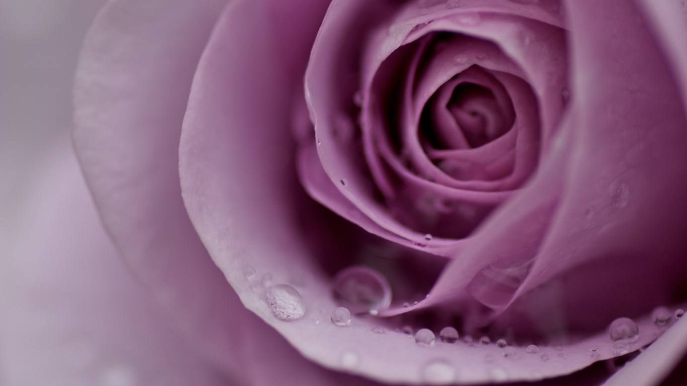 Purple Rose in Bloom With Dew Drops. Wallpaper in 1366x768 Resolution