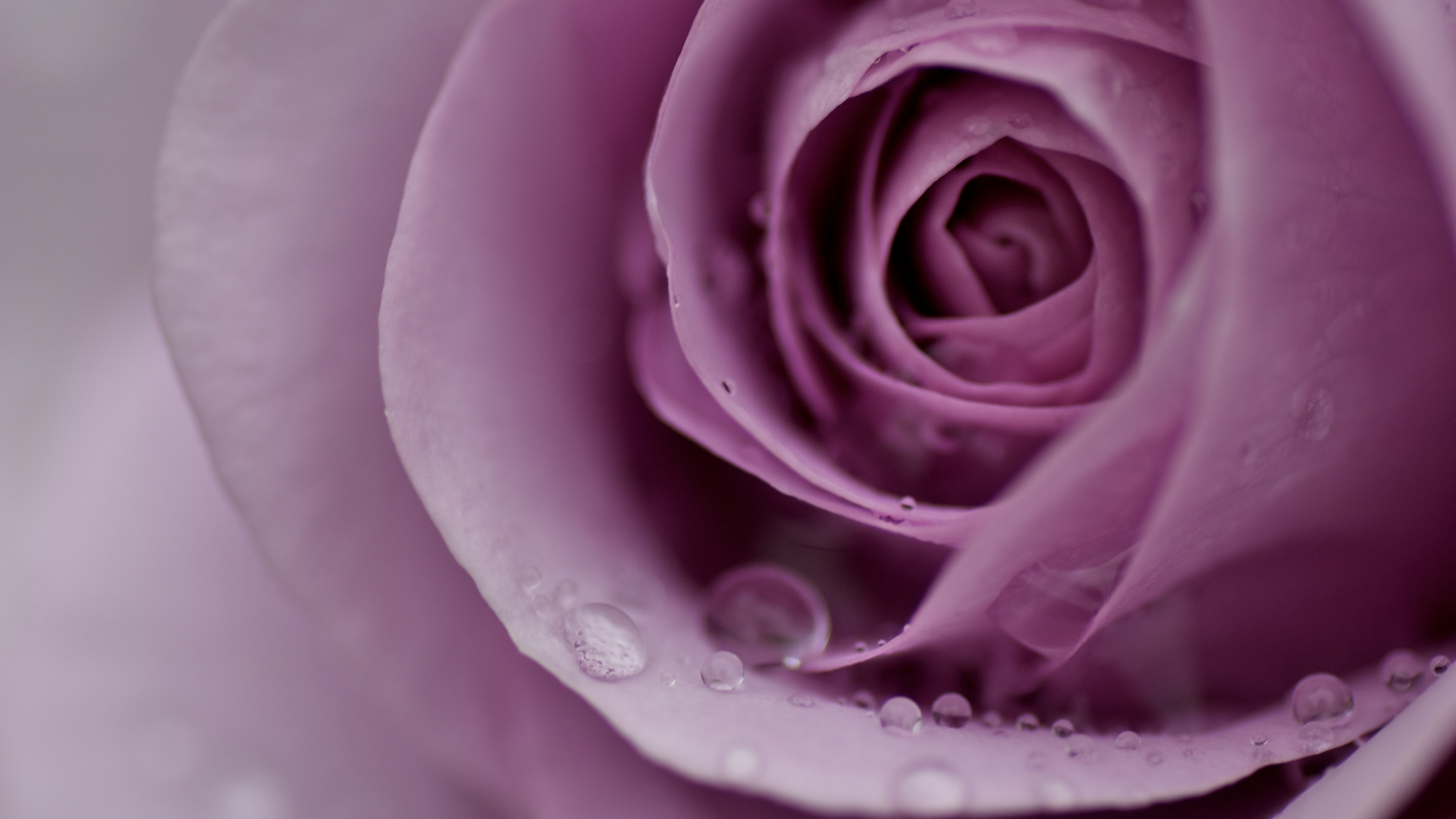 Purple Rose in Bloom With Dew Drops. Wallpaper in 1920x1080 Resolution