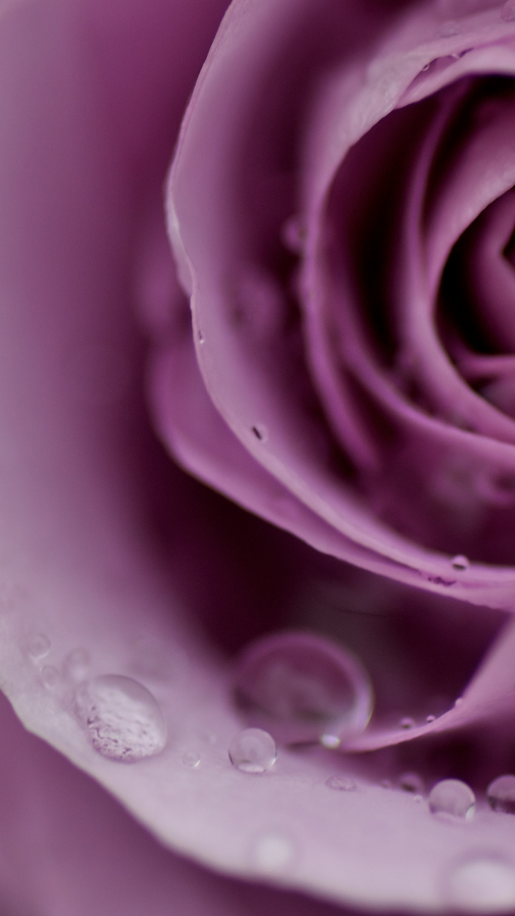 Purple Rose in Bloom With Dew Drops. Wallpaper in 750x1334 Resolution