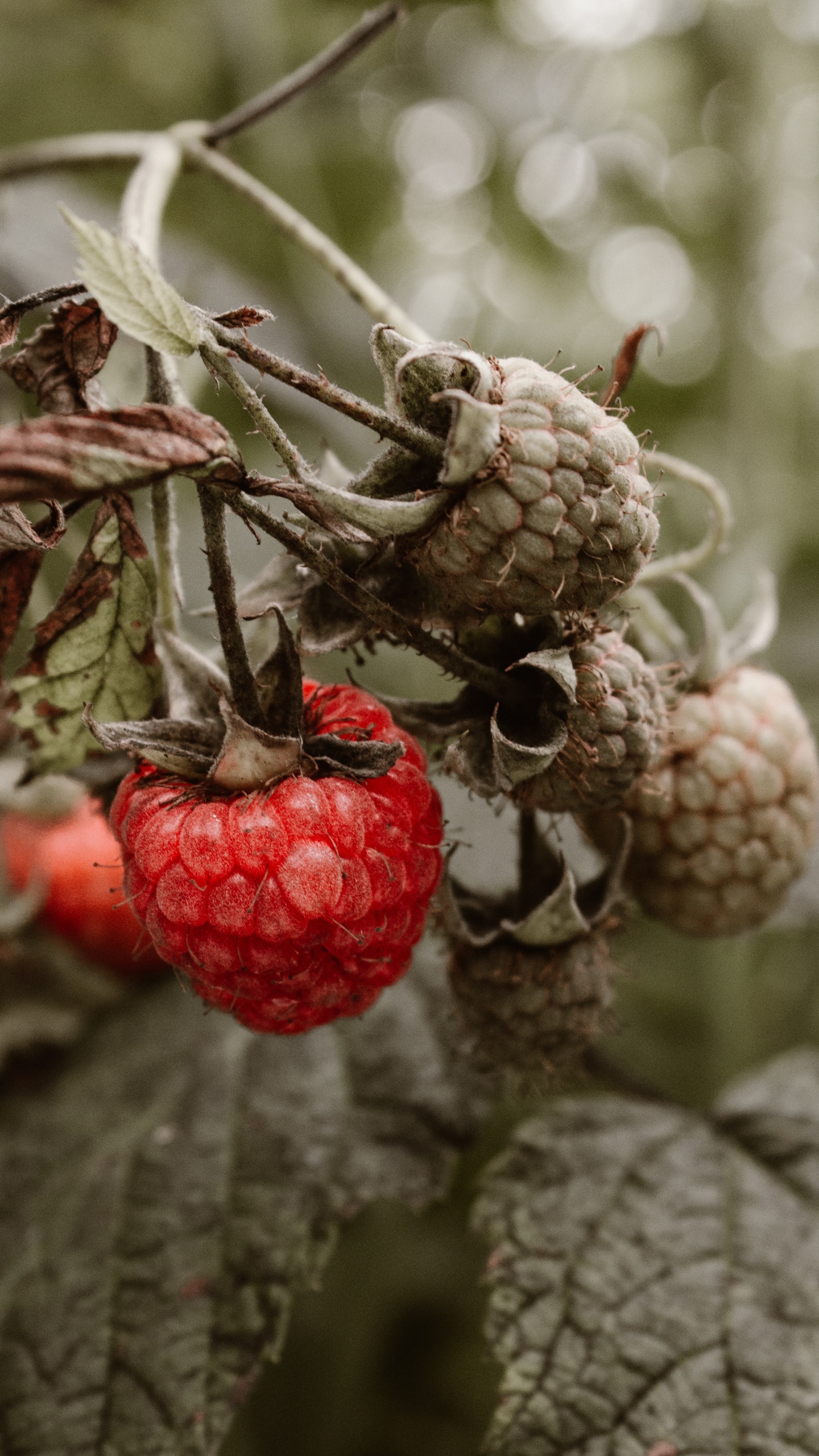 Rote Himbeere, Himbeere, Berry, Baum, Branch. Wallpaper in 1440x2560 Resolution