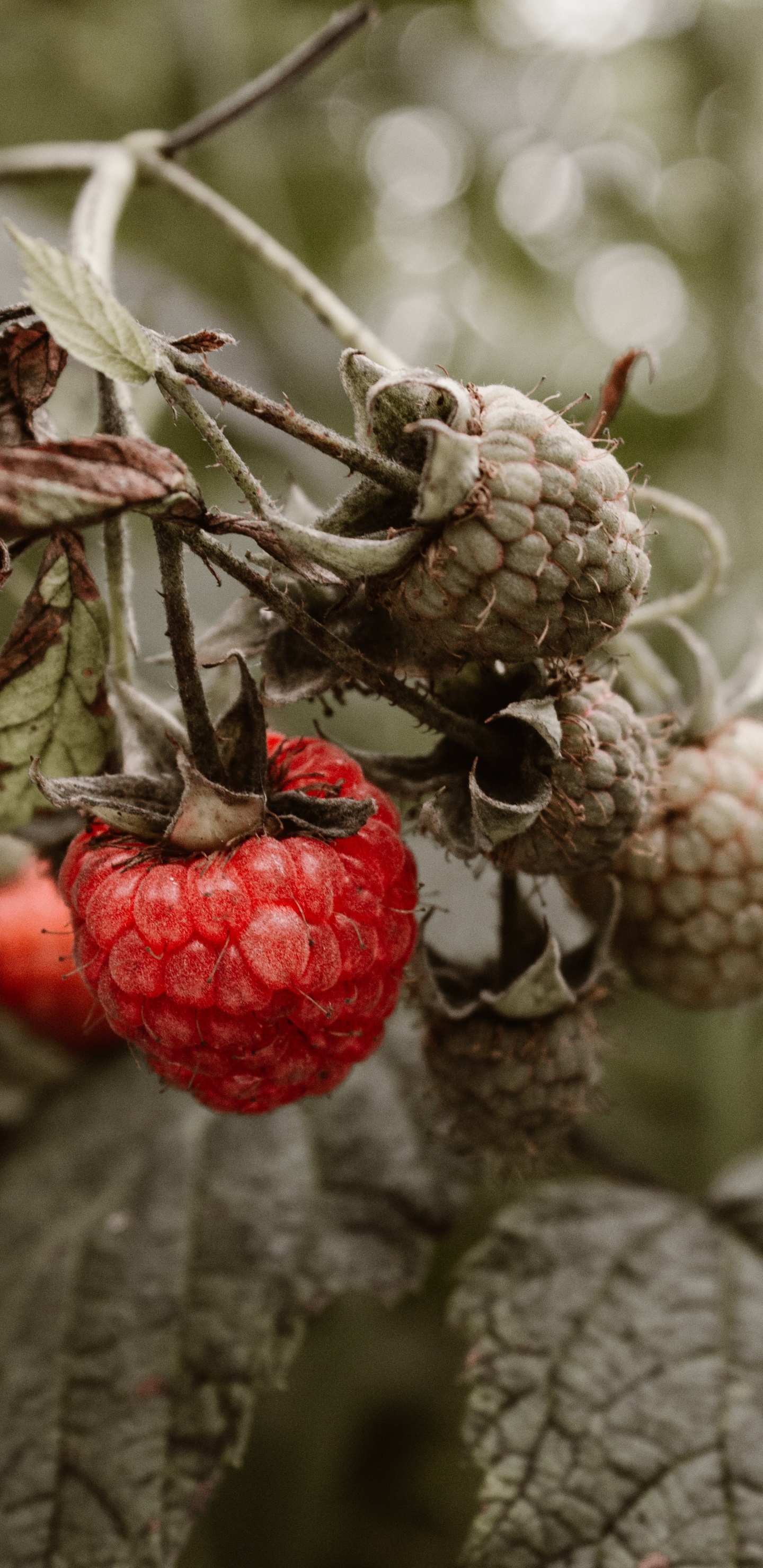 Rote Himbeere, Himbeere, Berry, Baum, Branch. Wallpaper in 1440x2960 Resolution