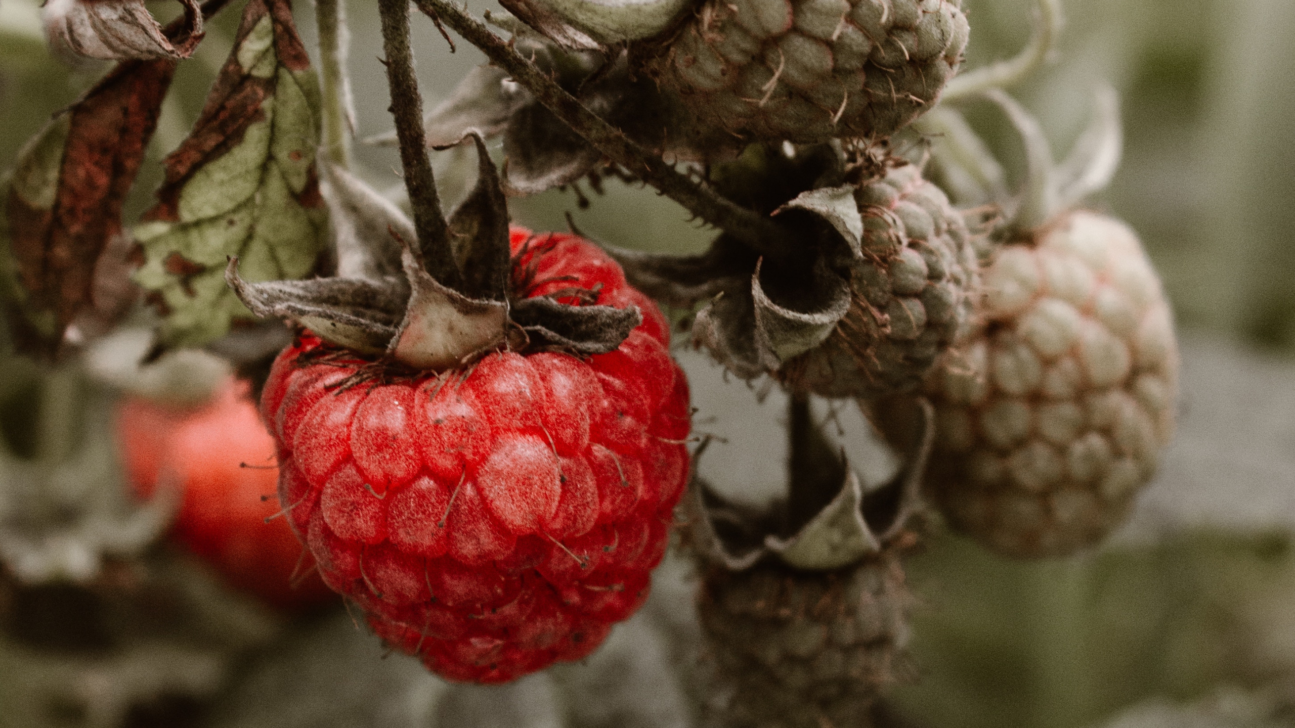 Rote Himbeere, Himbeere, Berry, Baum, Branch. Wallpaper in 2560x1440 Resolution