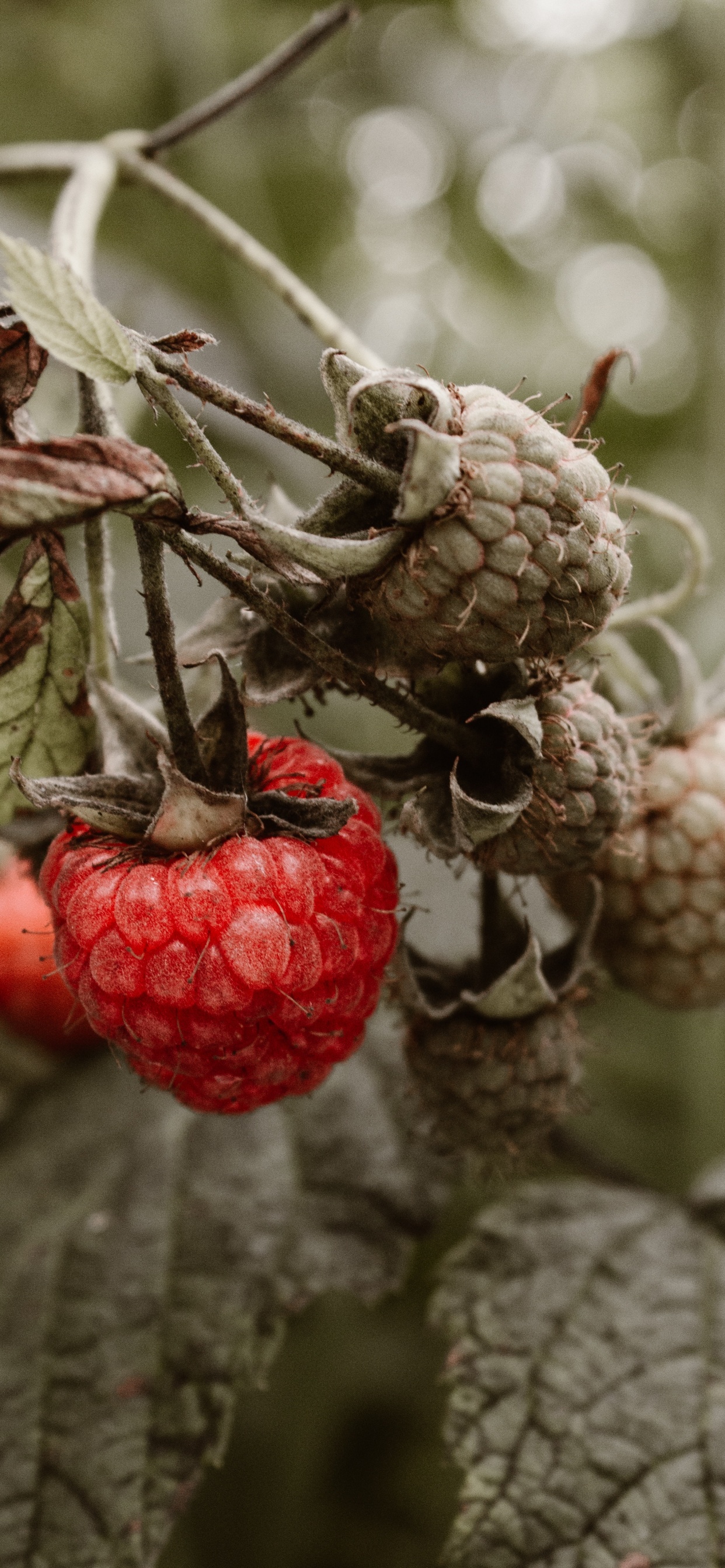 Red Raspberry, Raspberry, Berry, Fruit, Plant. Wallpaper in 1242x2688 Resolution