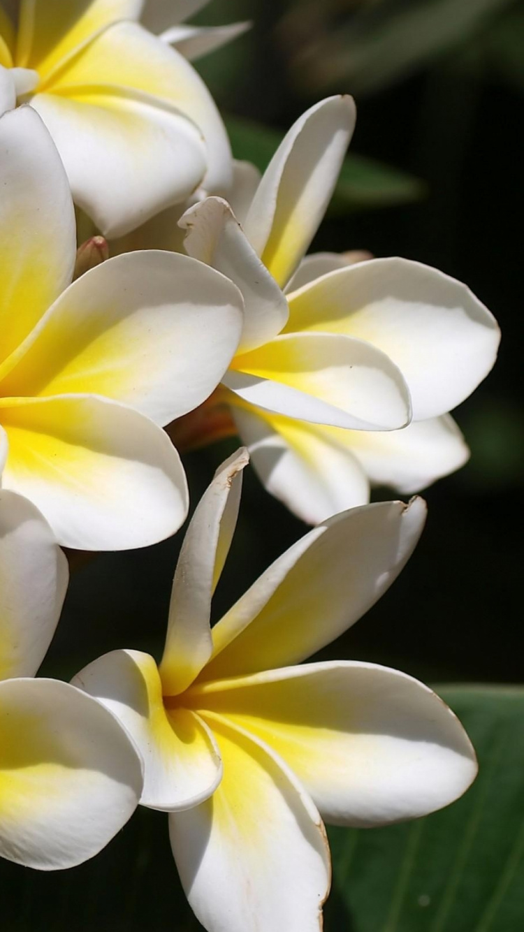 White and Yellow Flowers in Close up Photography. Wallpaper in 750x1334 Resolution