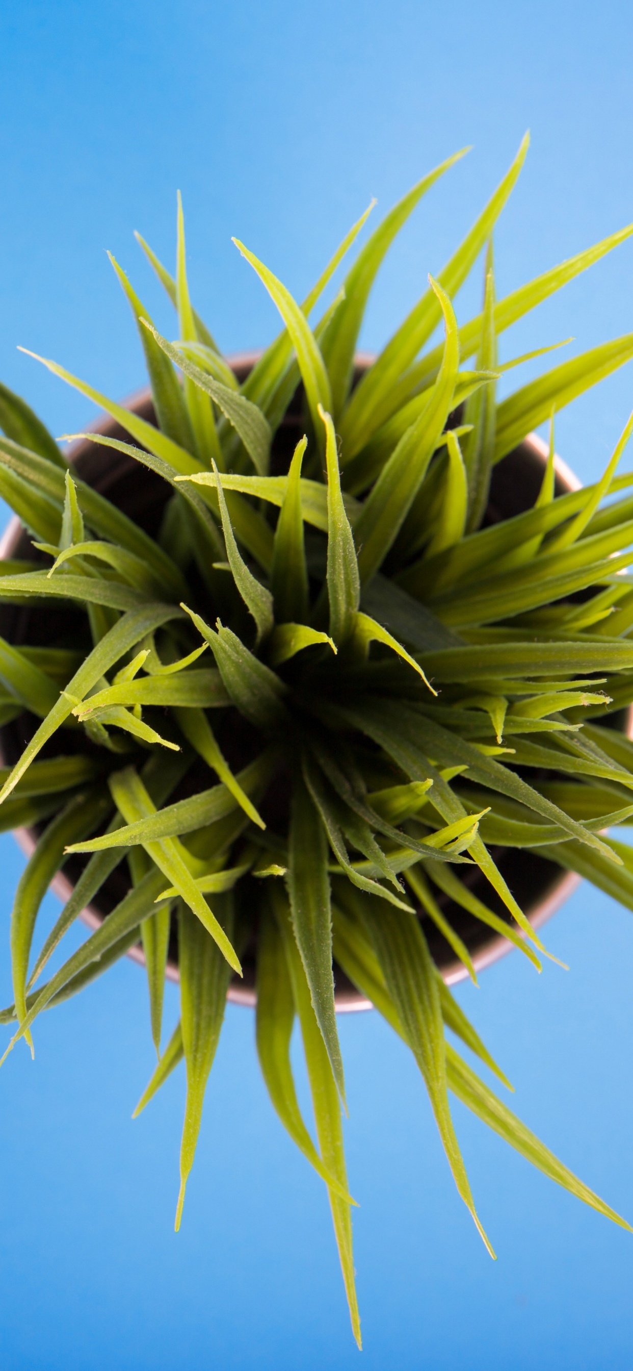 Plante Verte Sous Ciel Bleu Pendant la Journée. Wallpaper in 1242x2688 Resolution