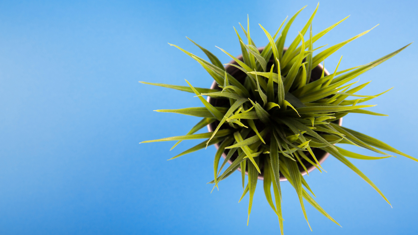 Green Plant Under Blue Sky During Daytime. Wallpaper in 1366x768 Resolution