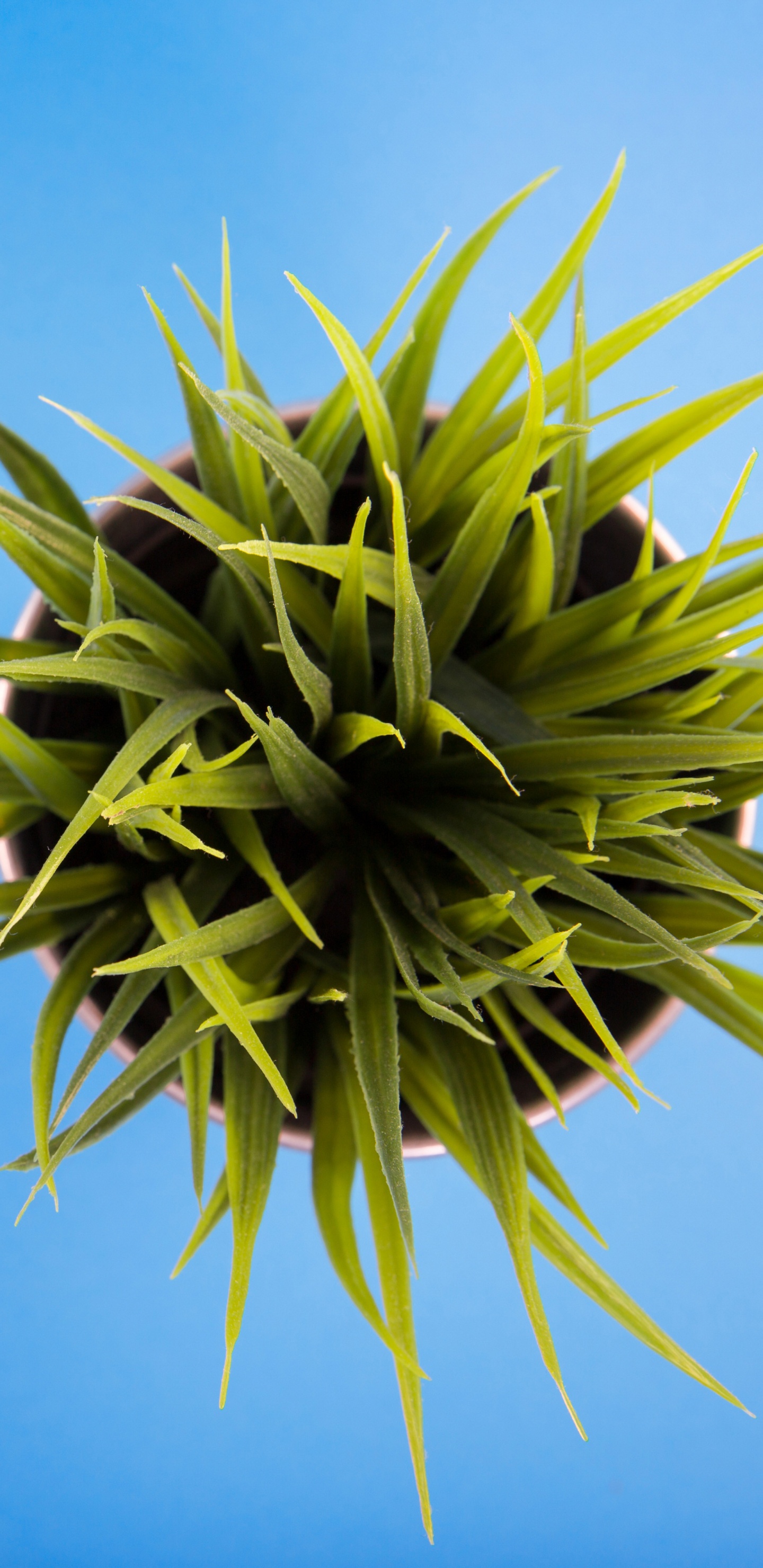 Green Plant Under Blue Sky During Daytime. Wallpaper in 1440x2960 Resolution