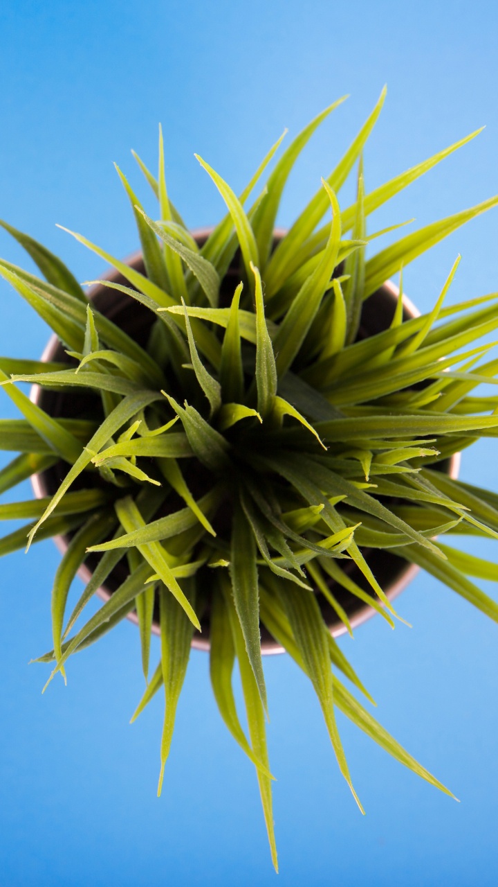 Green Plant Under Blue Sky During Daytime. Wallpaper in 720x1280 Resolution