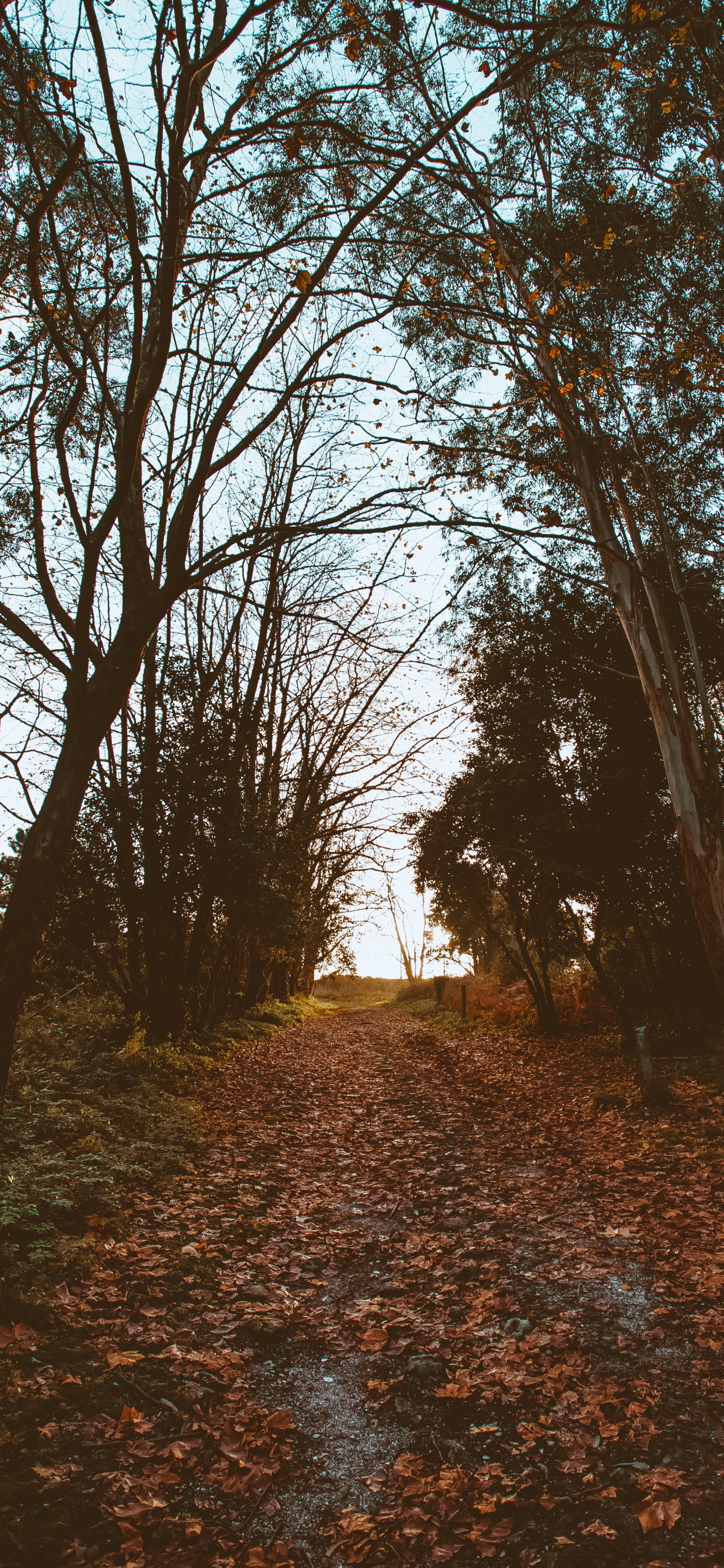 Naturaleza, Paisaje Natural, Entorno Natural, Bosque, Sucursal. Wallpaper in 1242x2688 Resolution